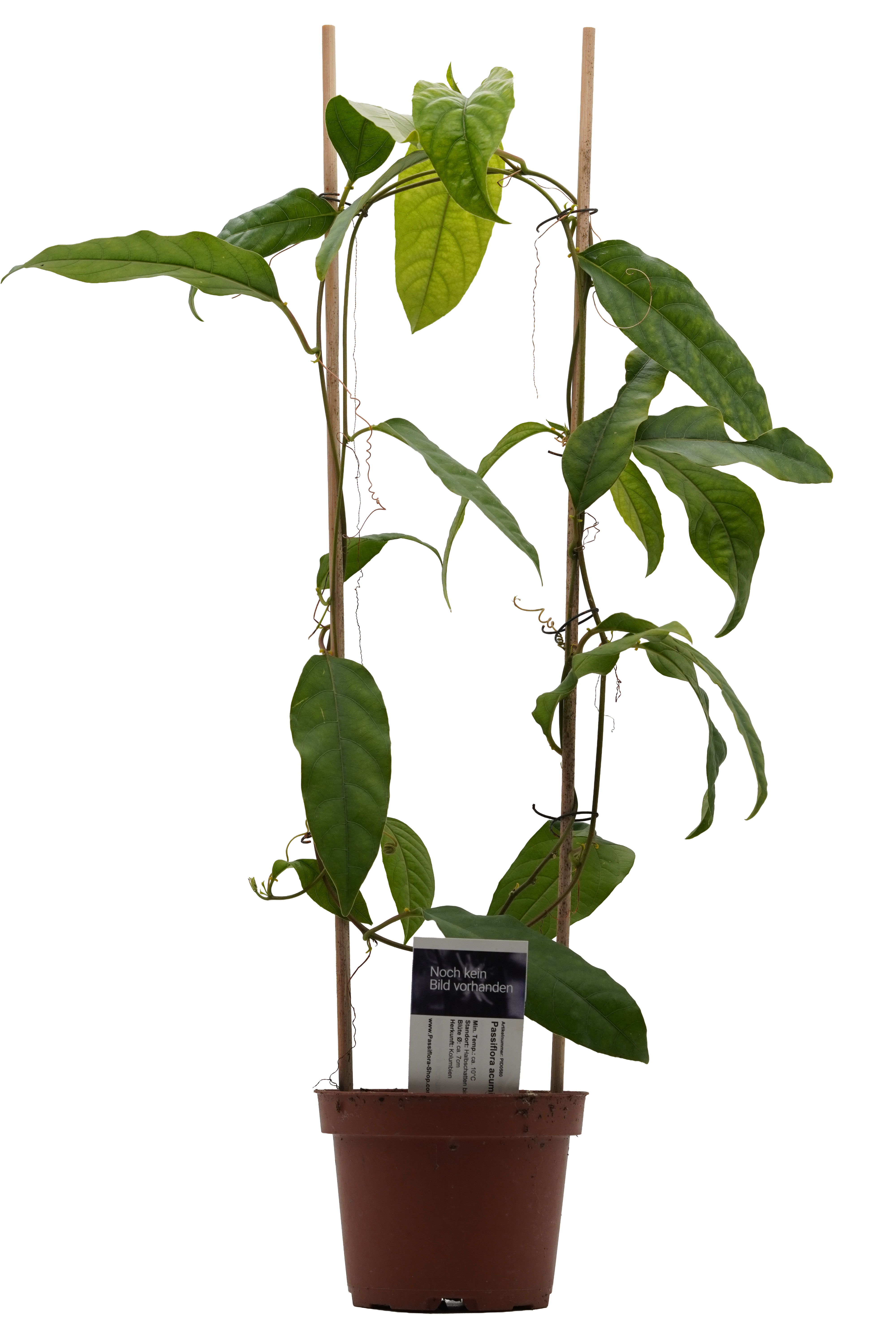 Passiflora acuminata