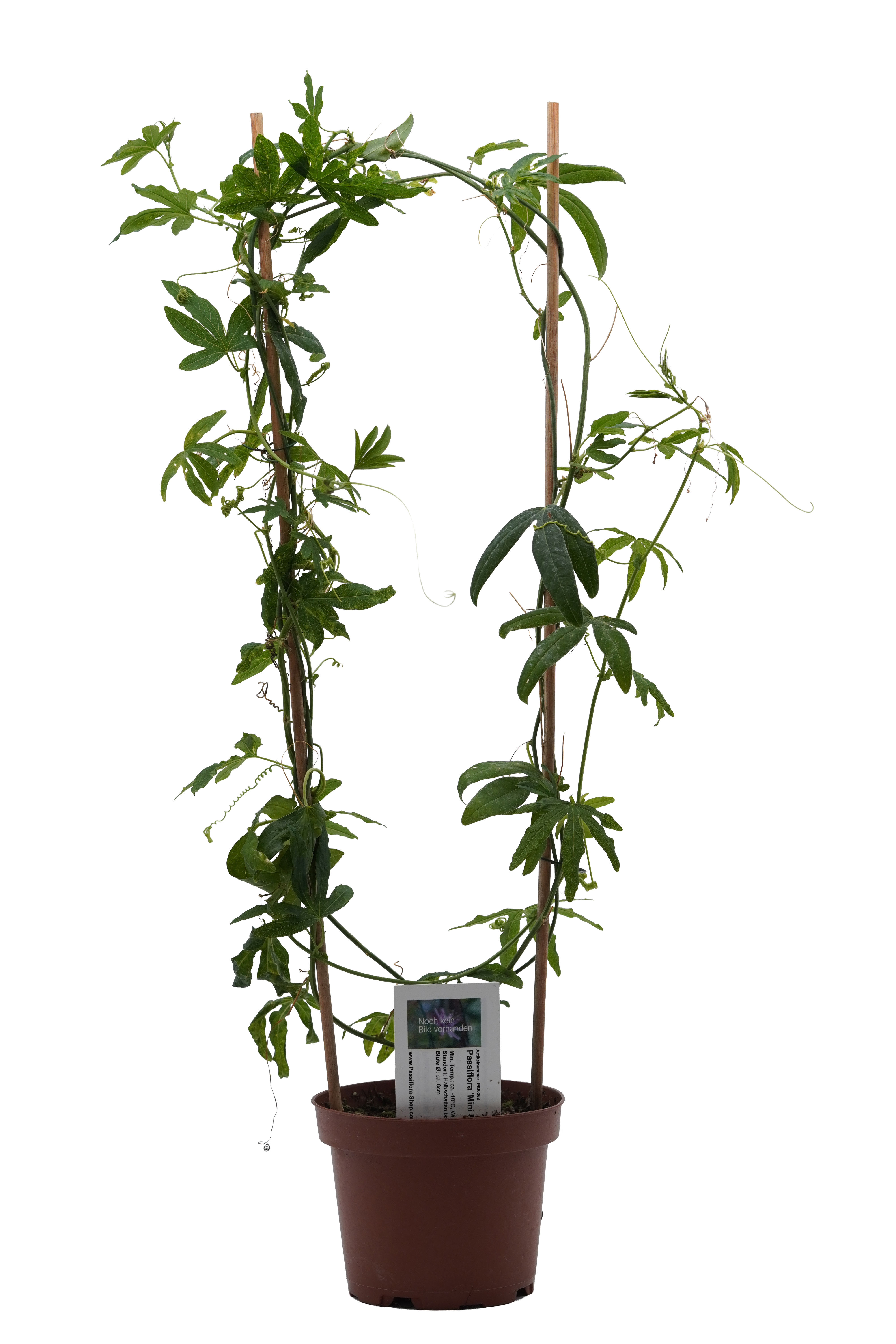 Passiflora 'Mini Me'