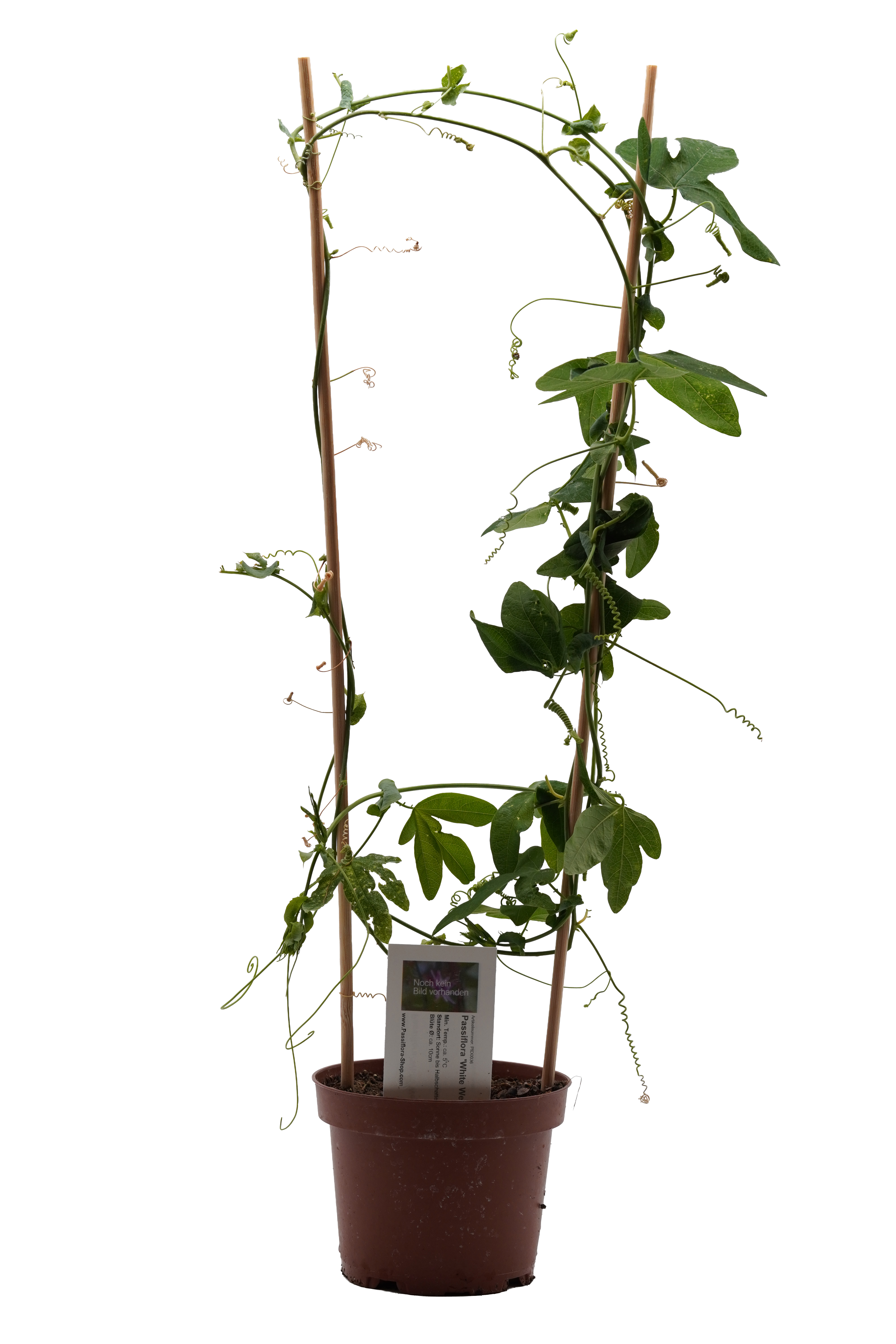 Passiflora 'White Wedding'