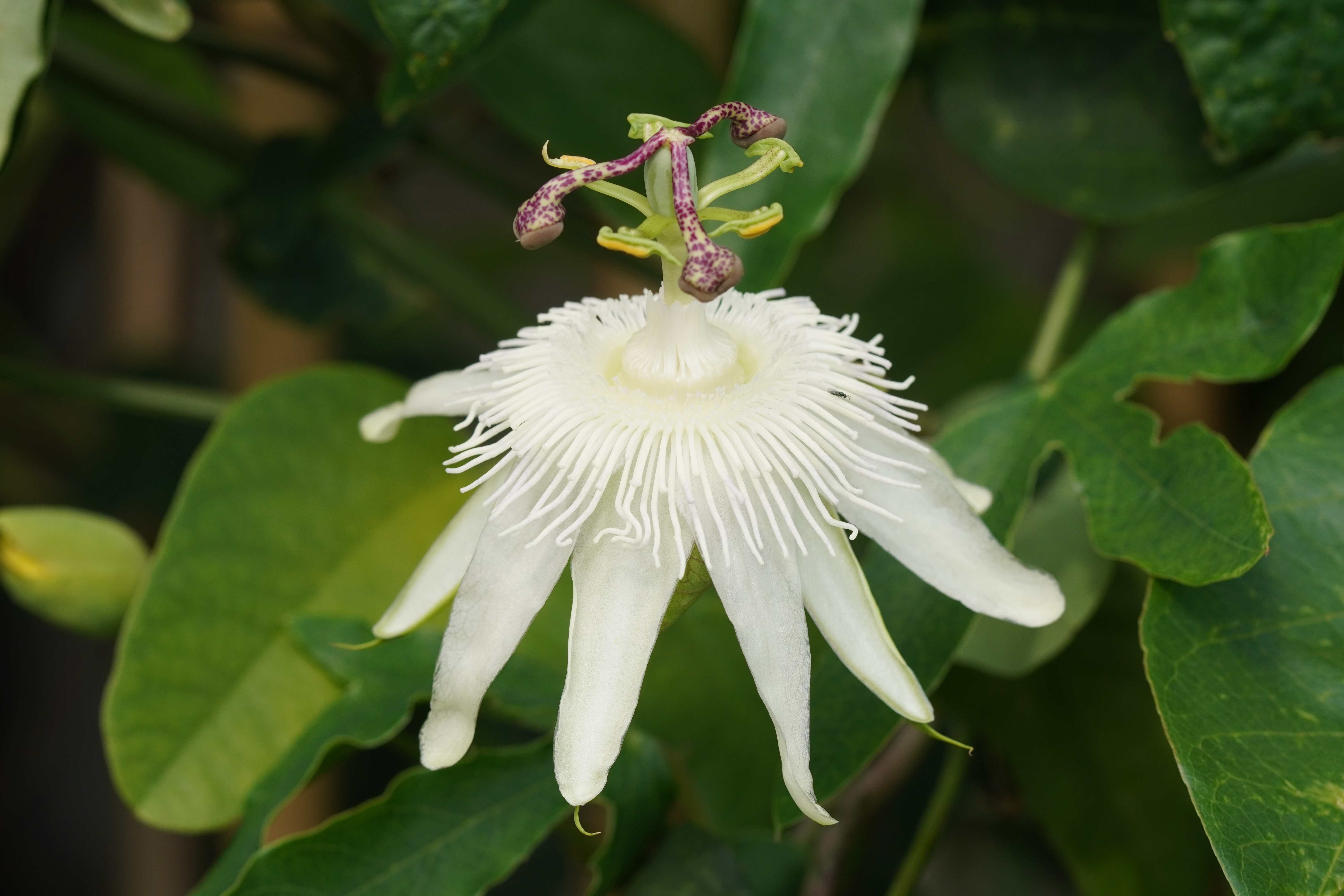 Passiflora 'Arnao'
