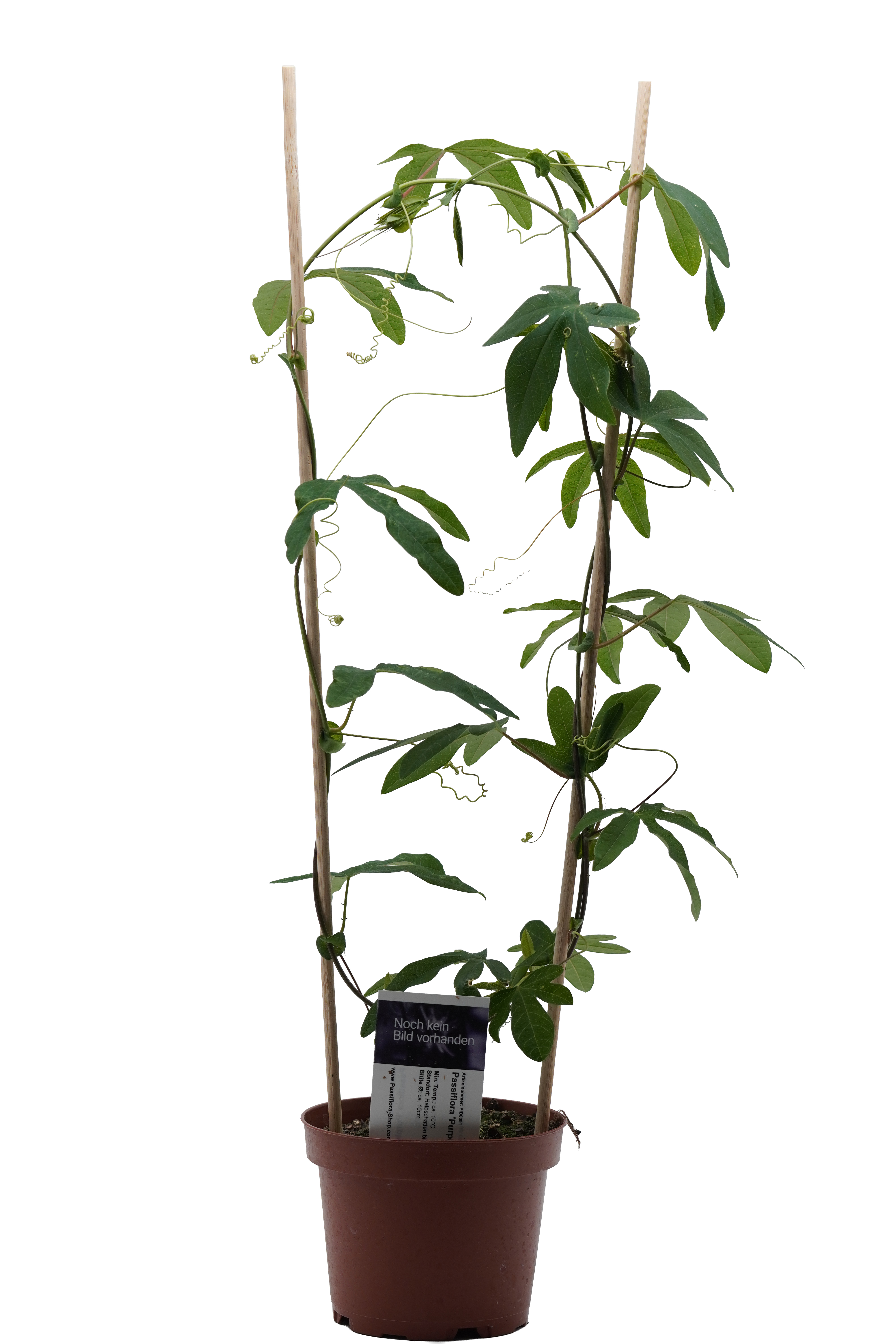 Passiflora 'Purple Pendulum'