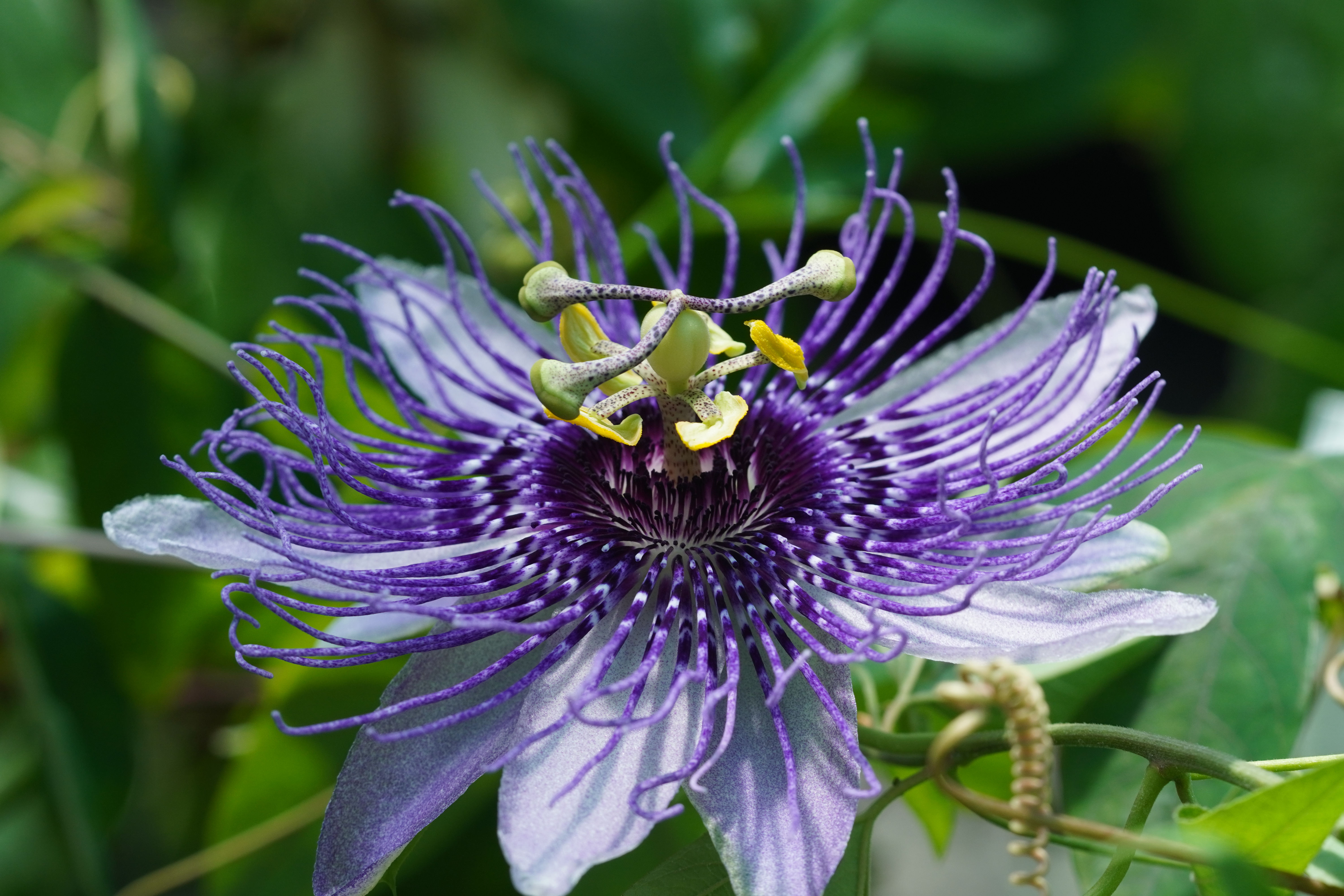 Passiflora 'Fata Serena'