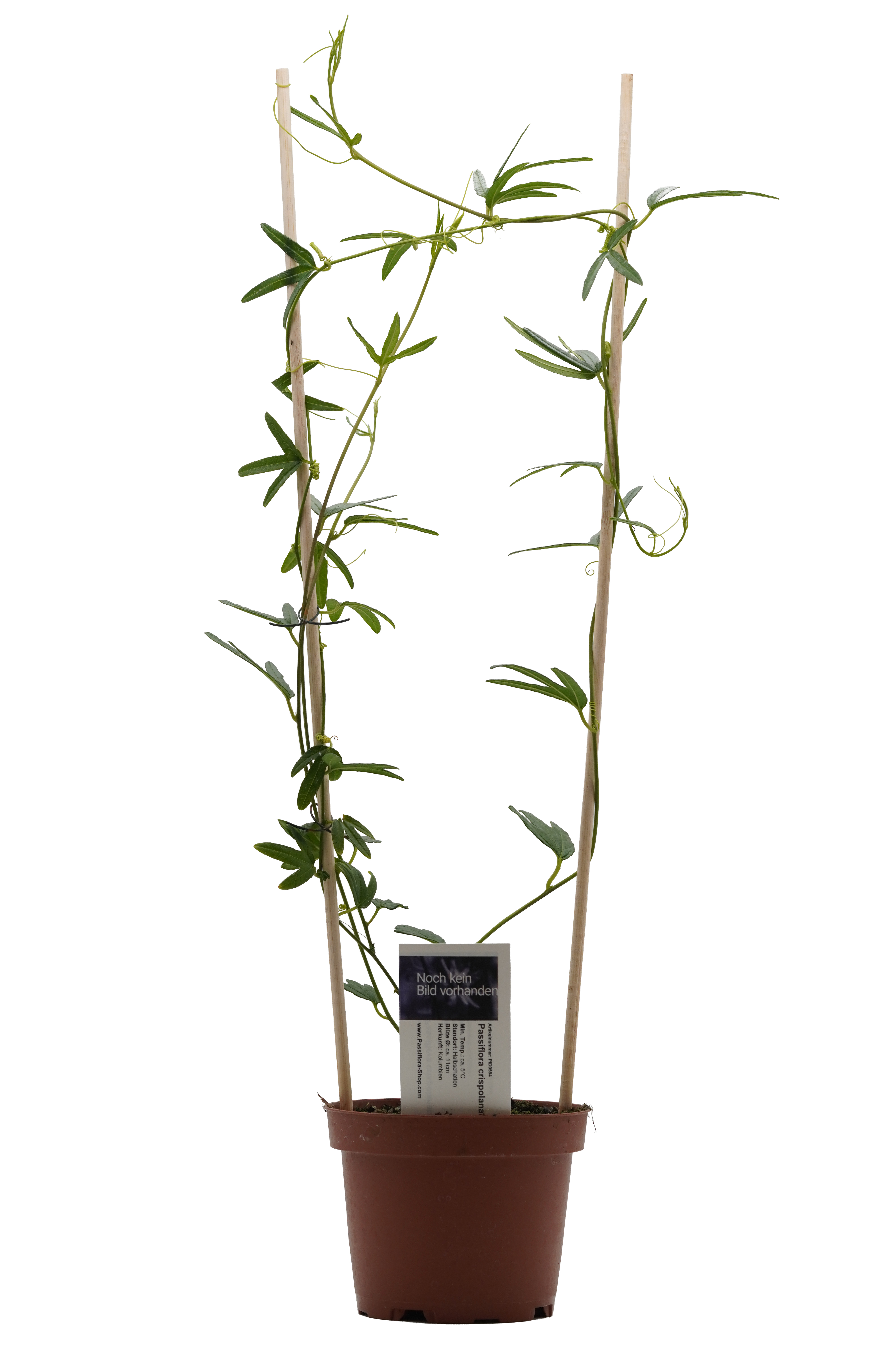 Passiflora crispolanata