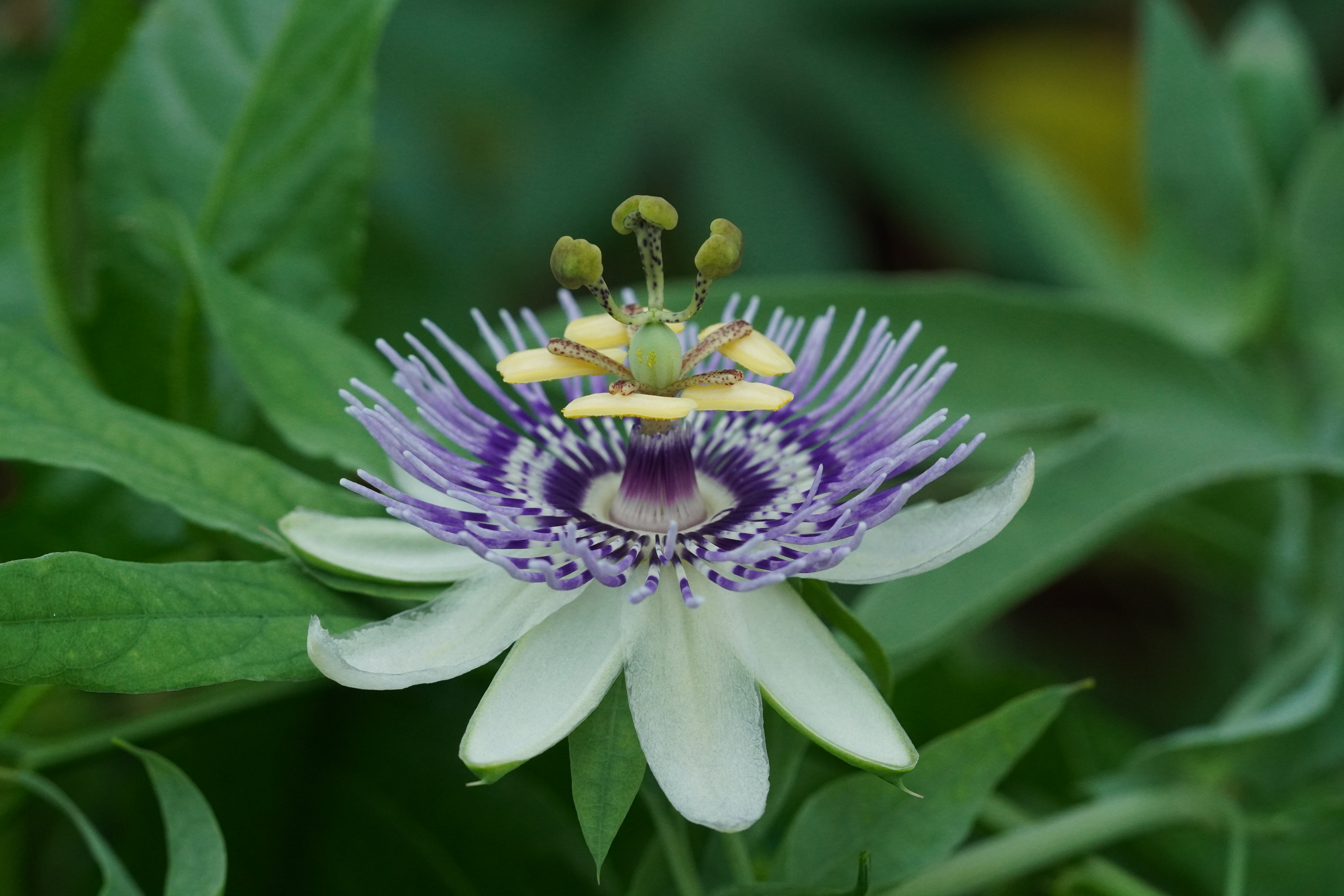 Passiflora mooreana