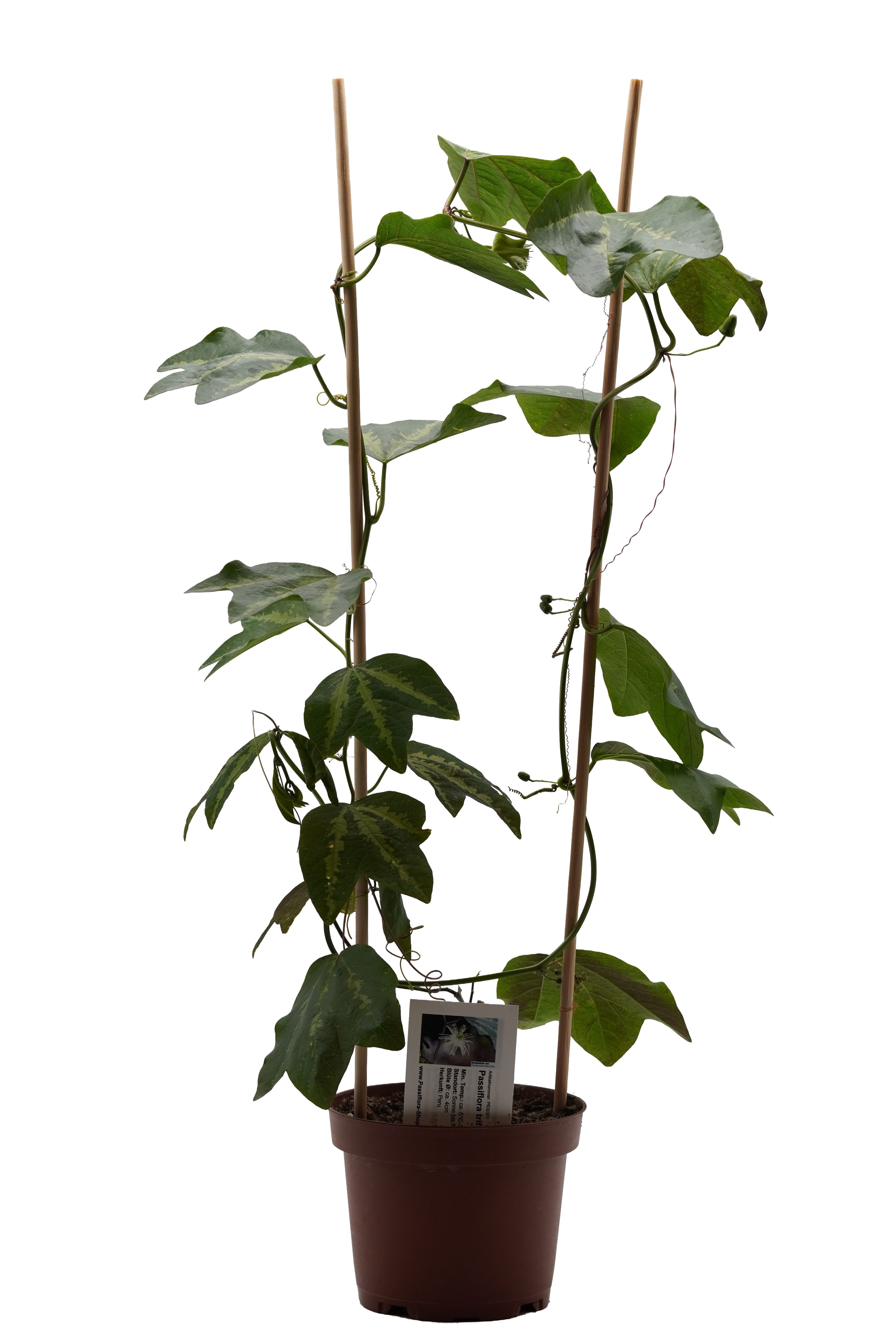 Passiflora trifasciata
