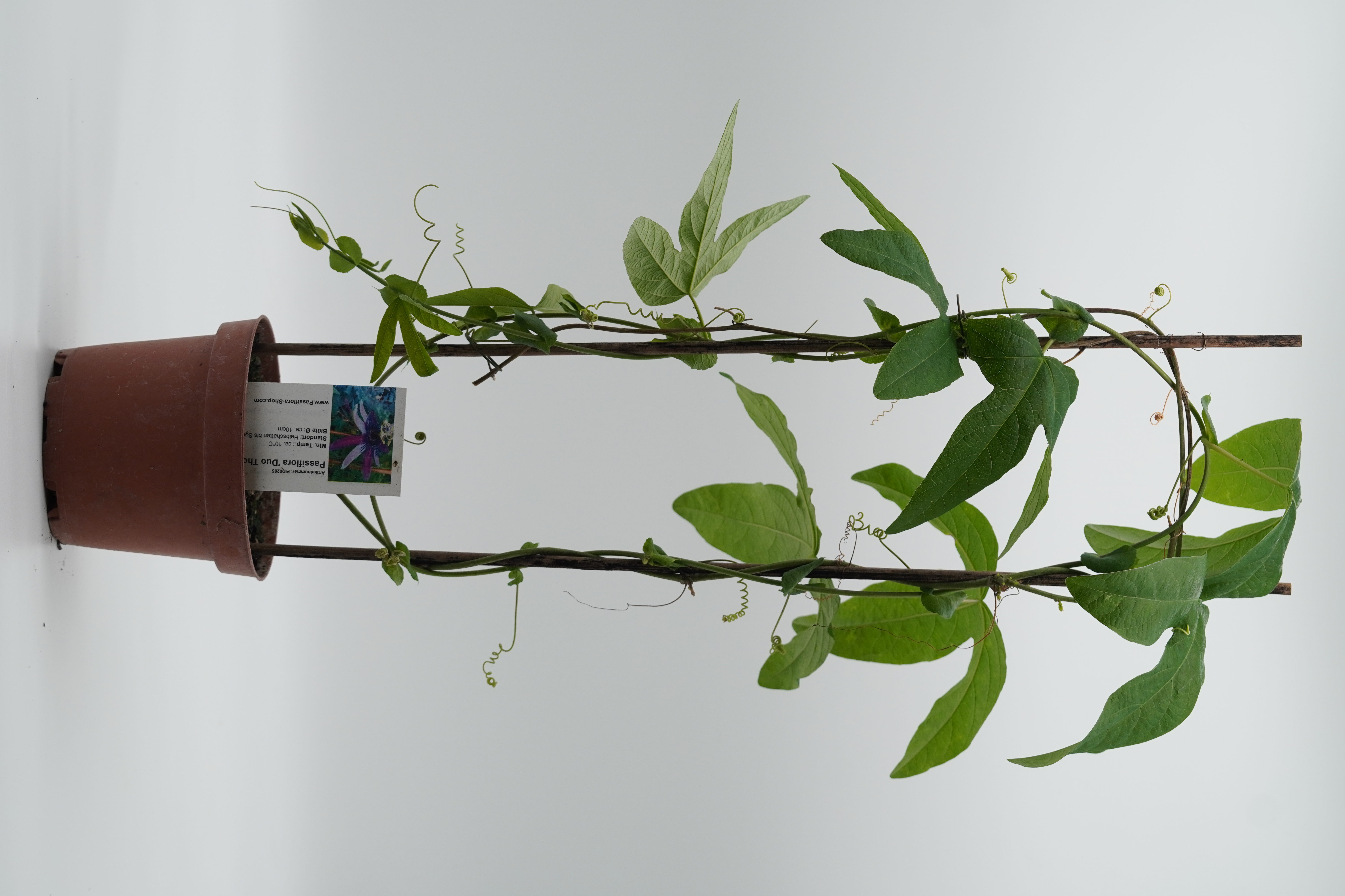 Passiflora 'Duo Thone'