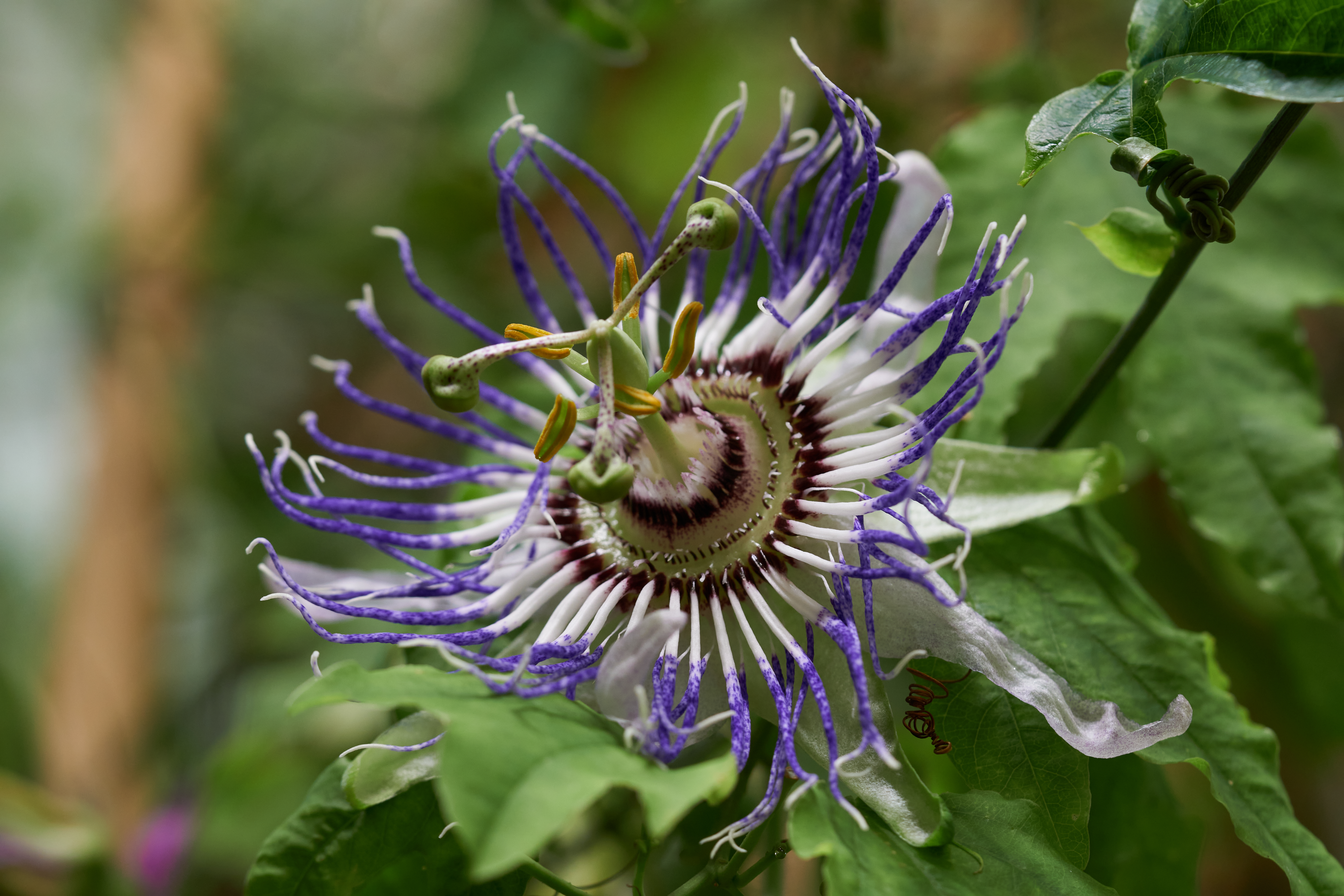 Passiflora 'Surprise'
