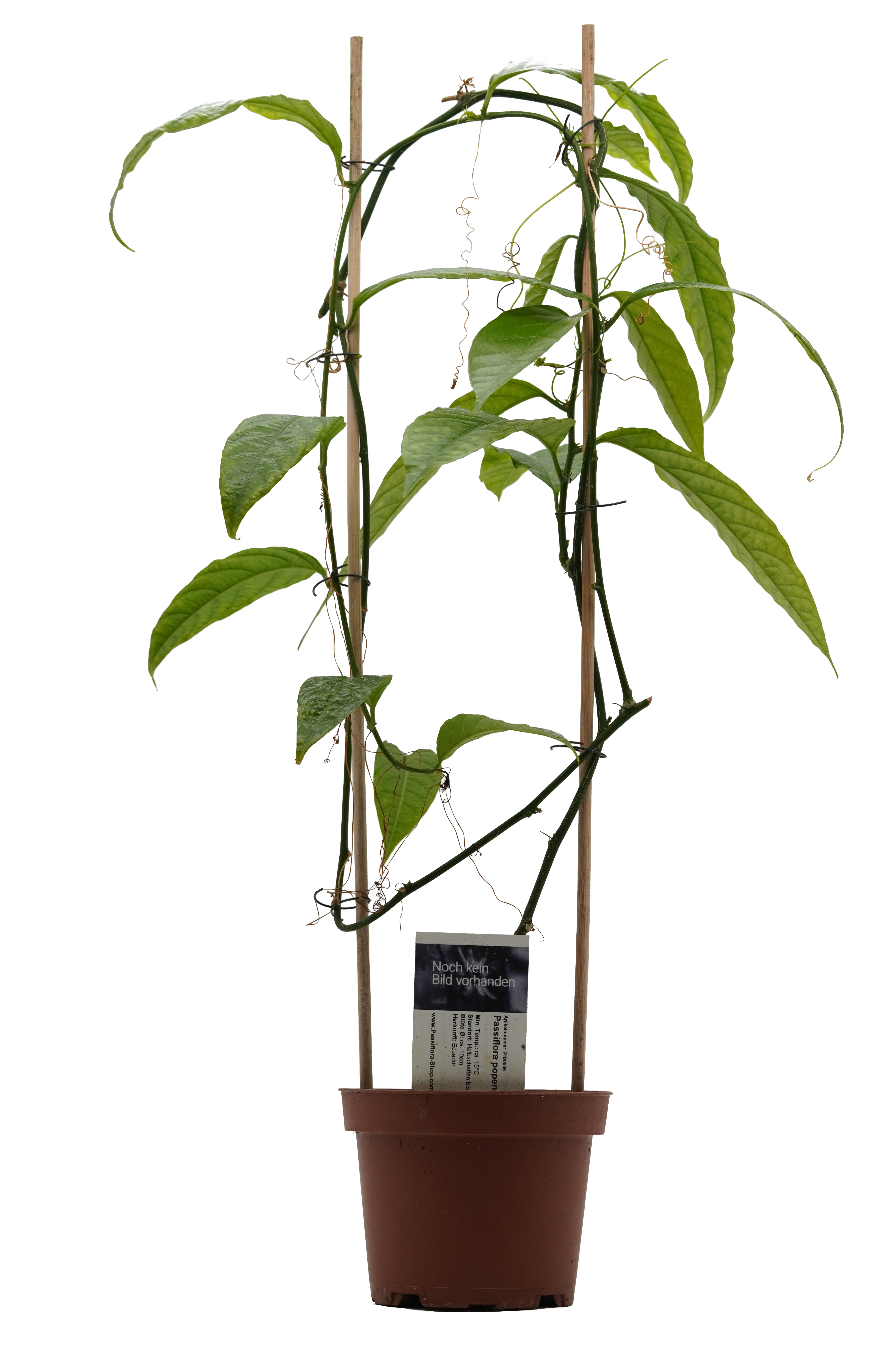 Passiflora popenovii