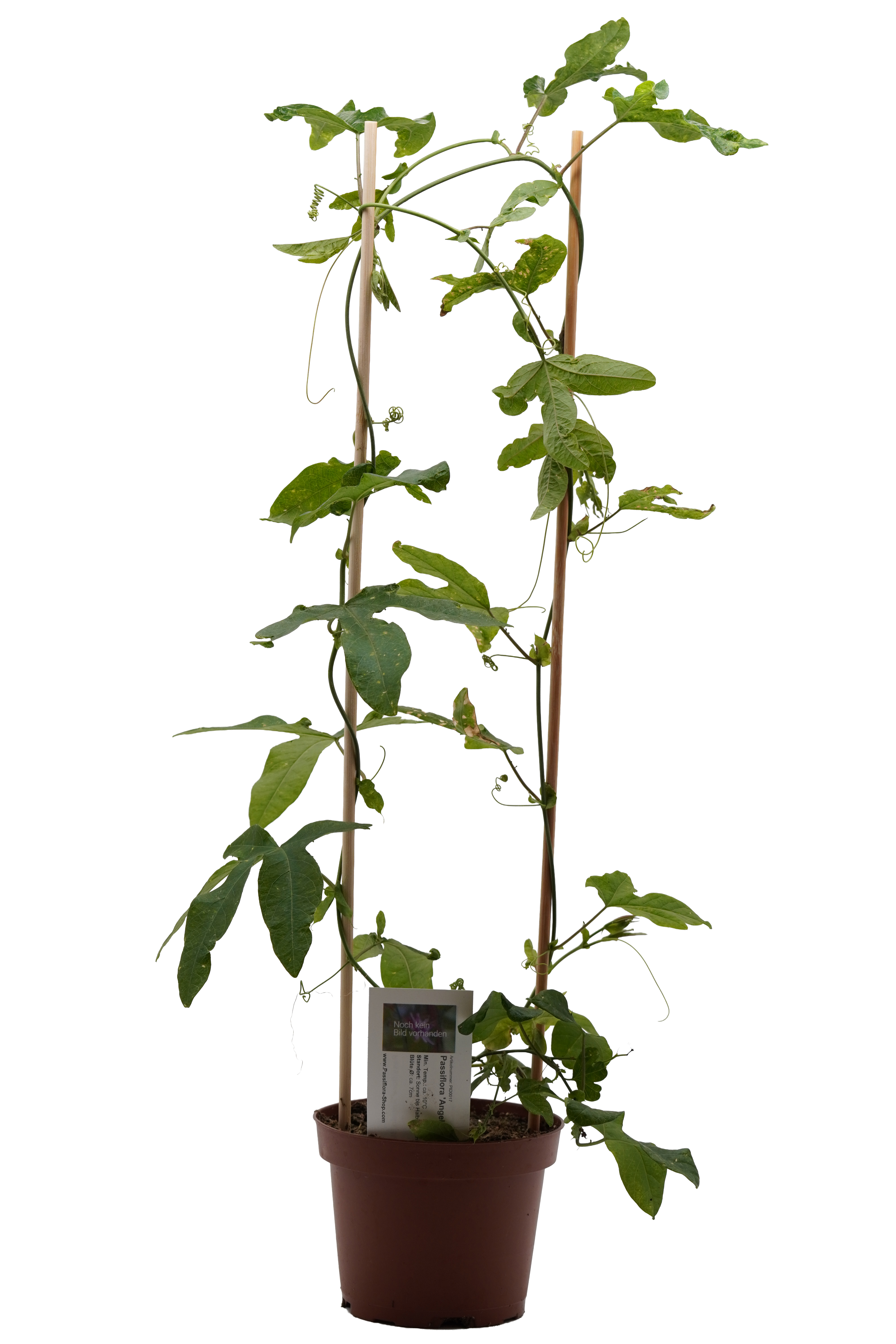 Passiflora 'Angelo Blu'