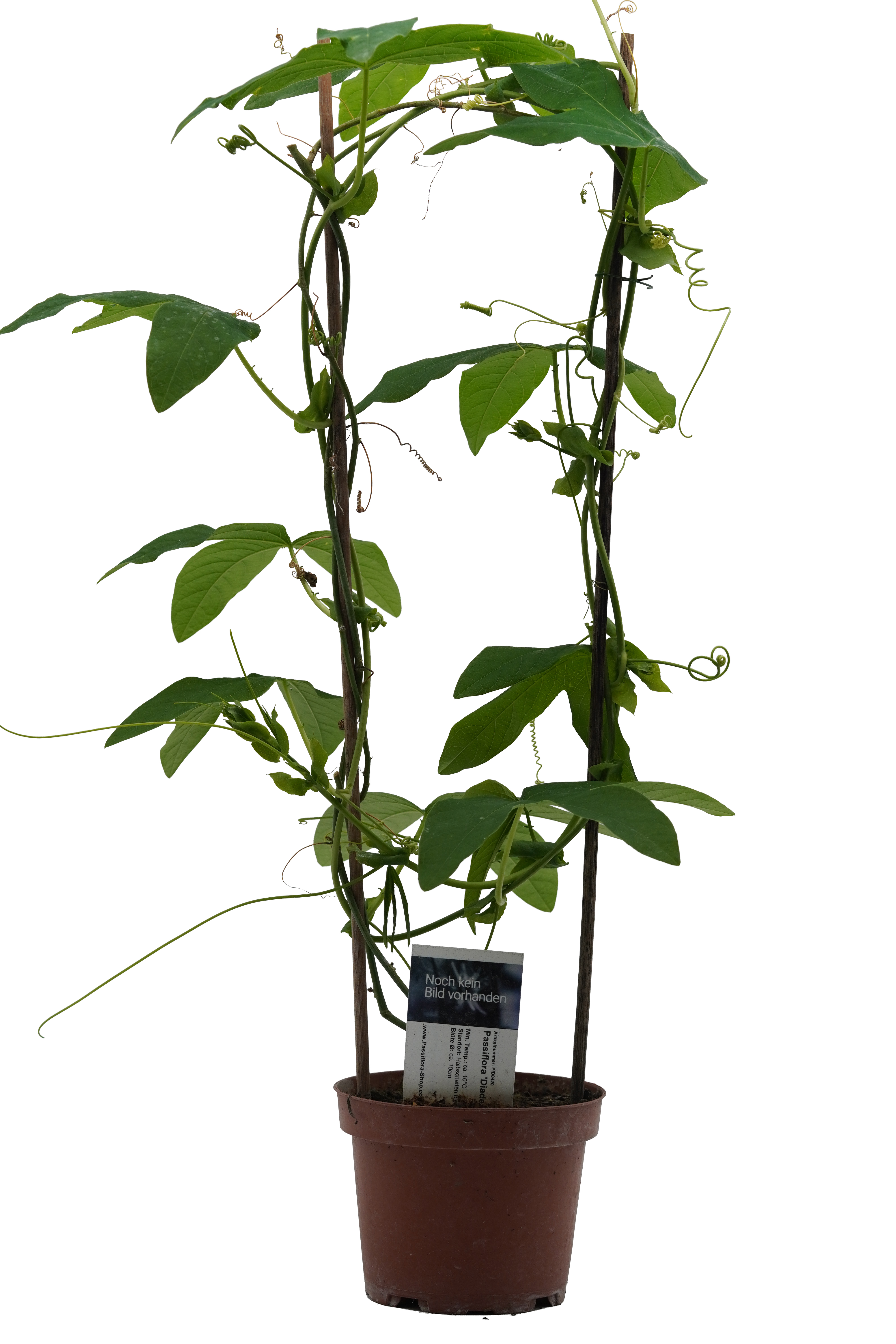 Passiflora 'Diademata'