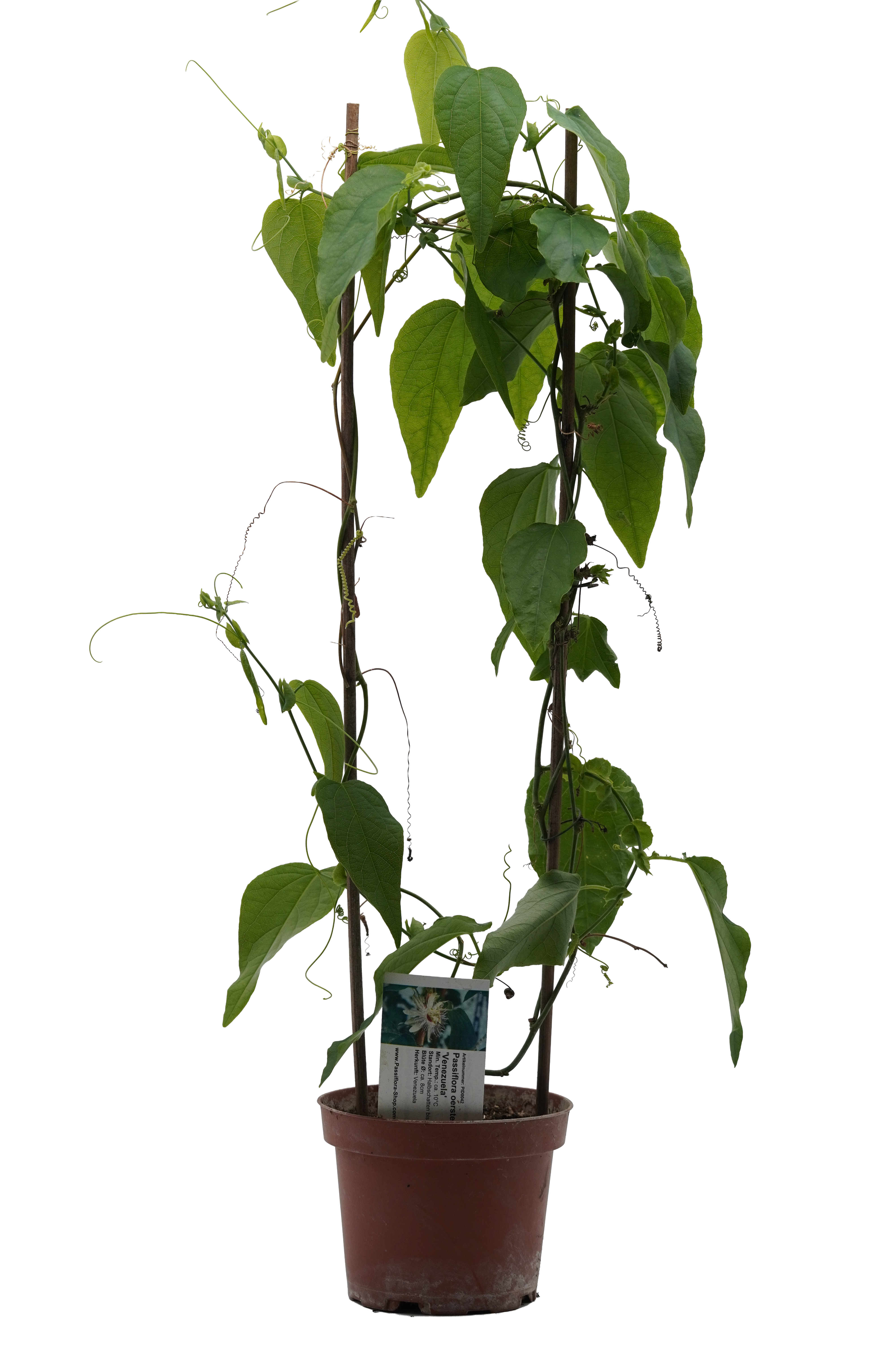 Passiflora oerstedii 'Venezuela'