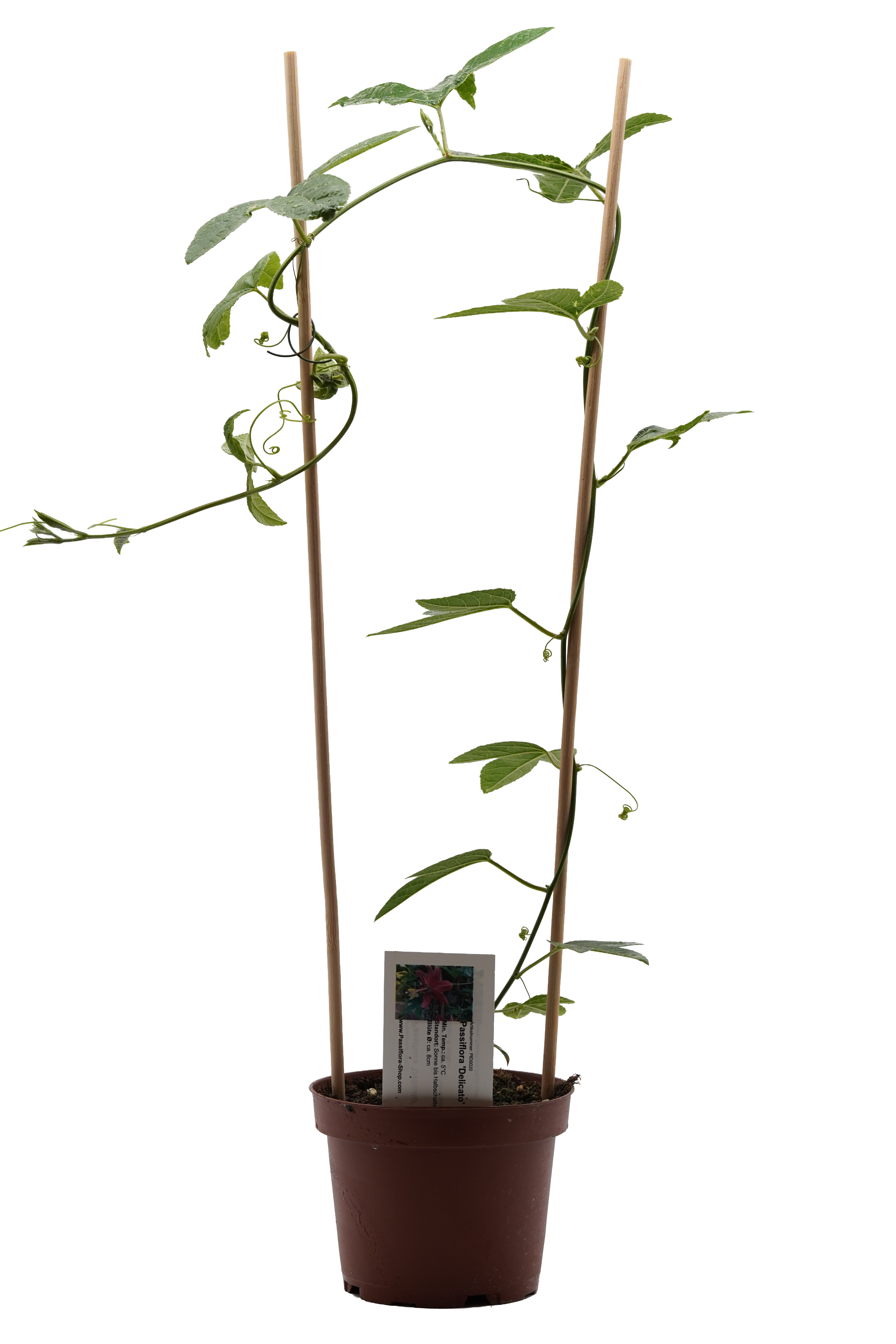 Passiflora 'Delicato'