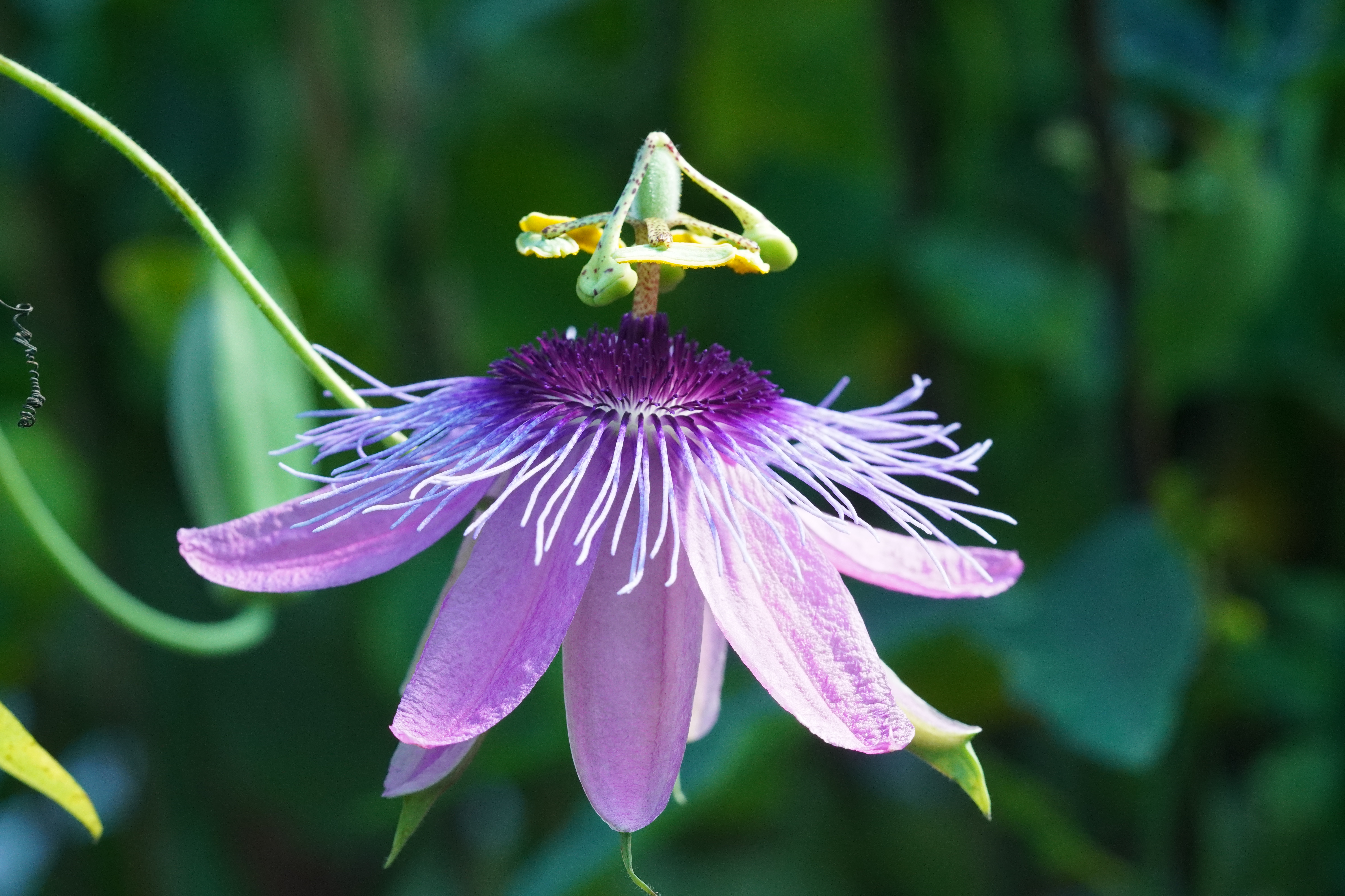 Passiflora amethystina 'Minas Gerais'