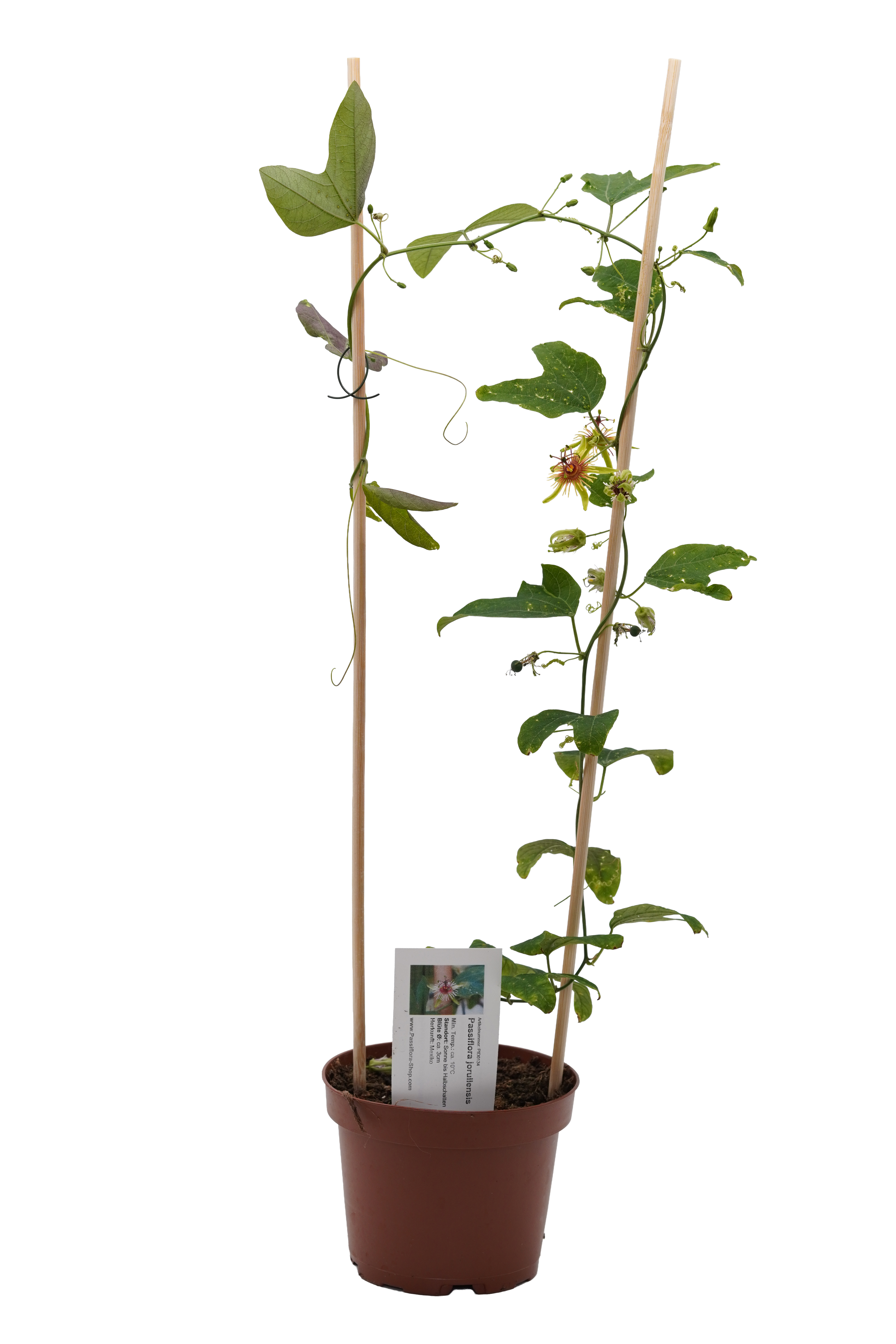 Passiflora jorullensis