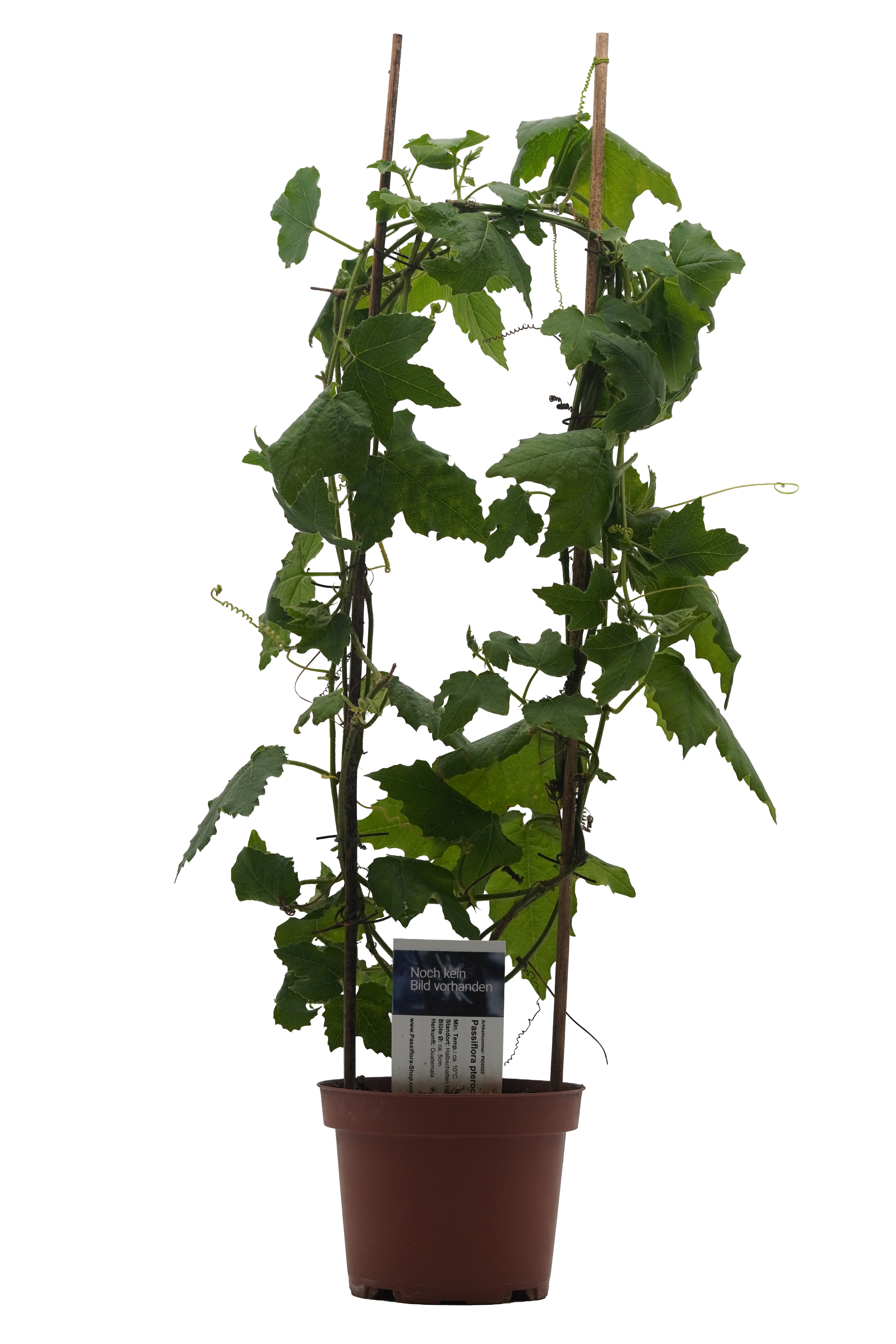 Passiflora pterocarpa