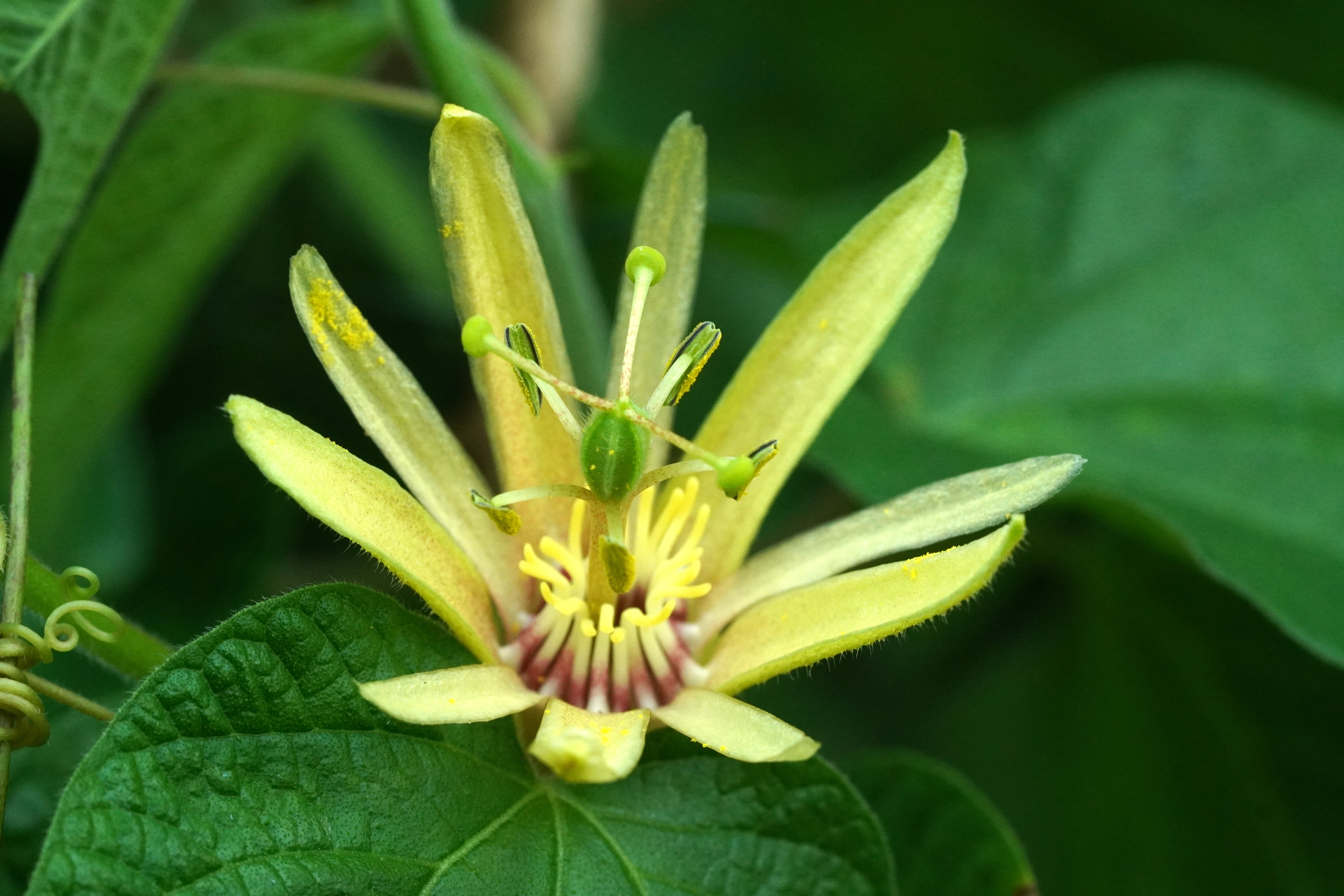 Passiflora 'Adularia'