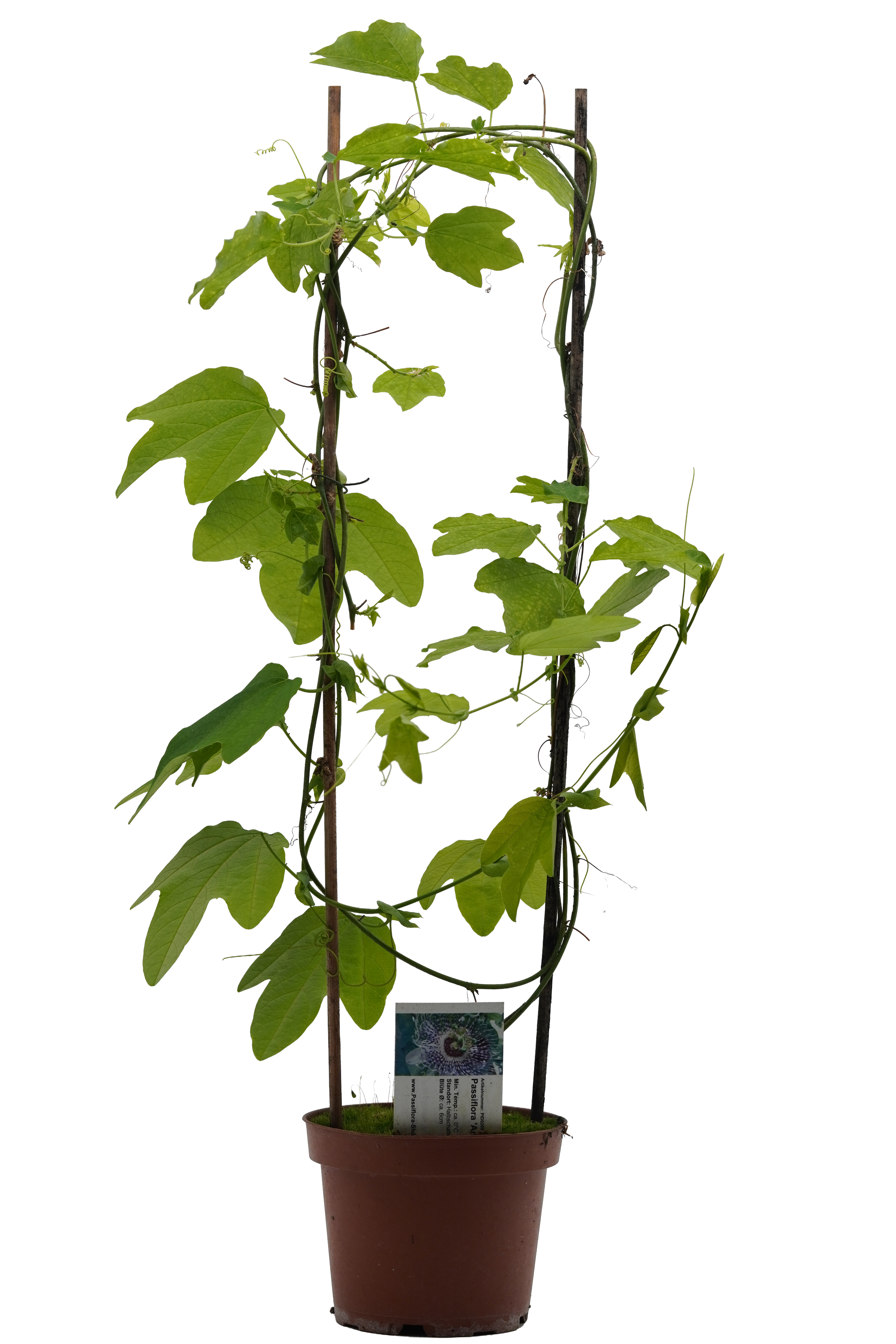 Passiflora 'Anemona'