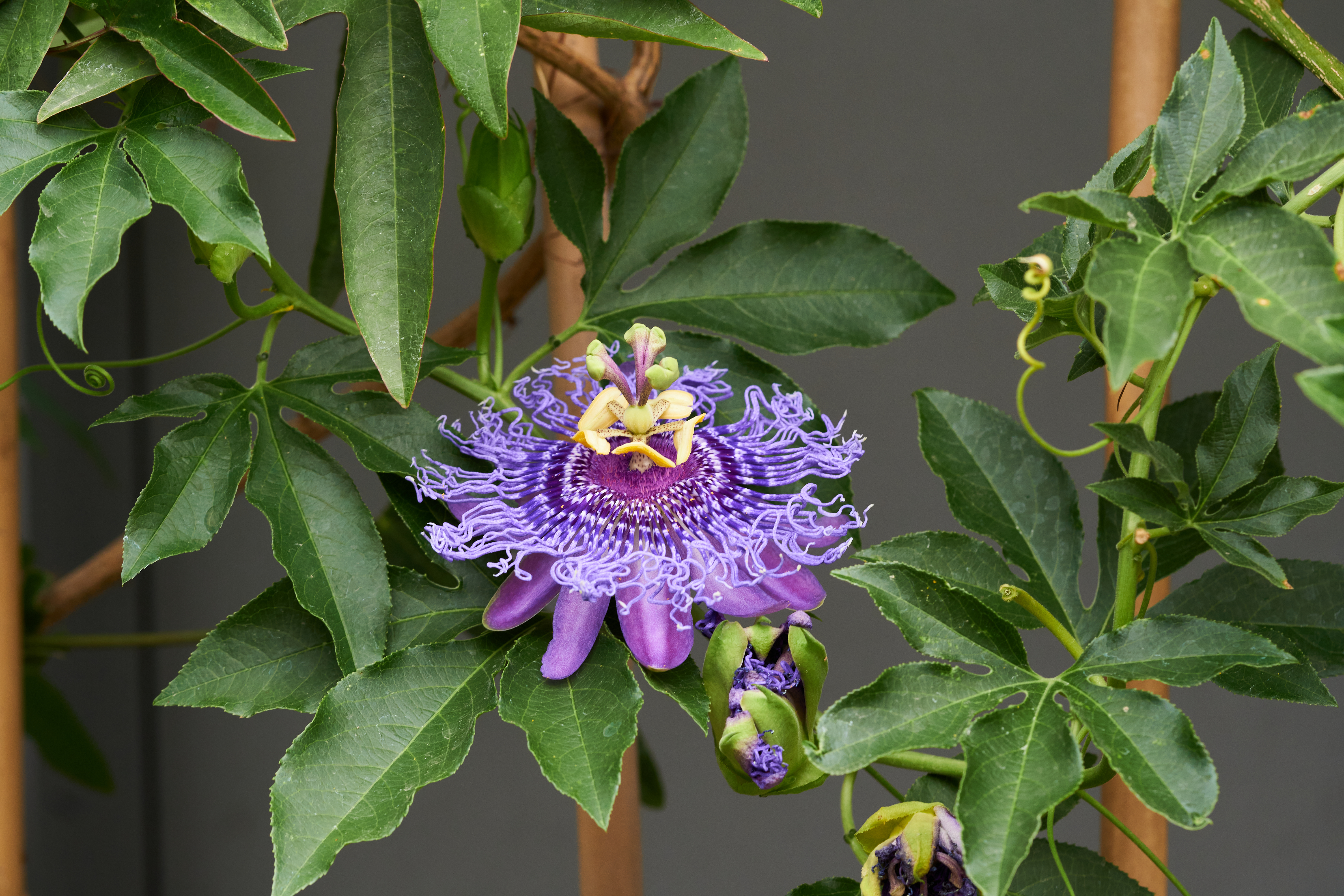 Passiflora 'Fata Selvaggia'