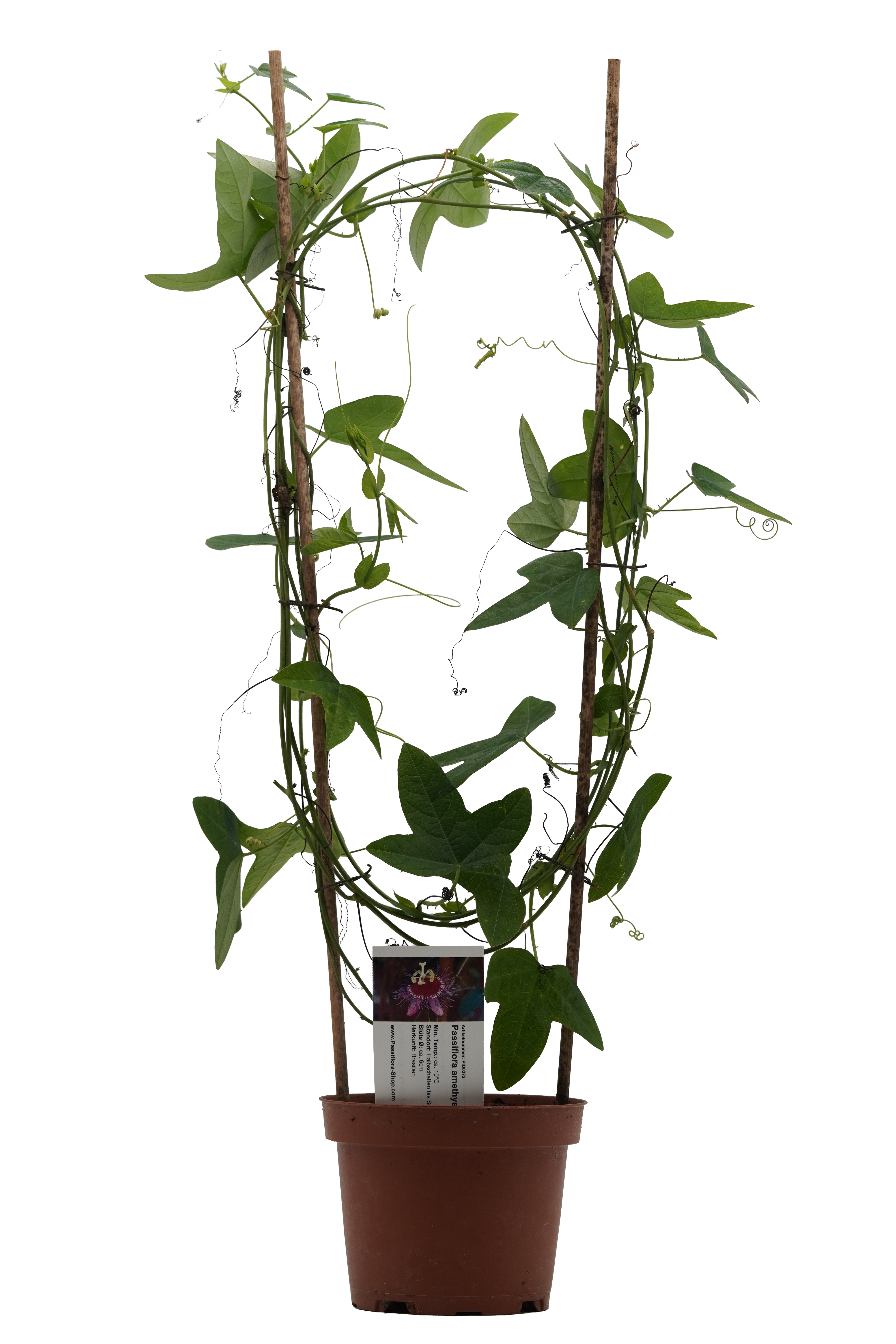 Passiflora amethystina 2
