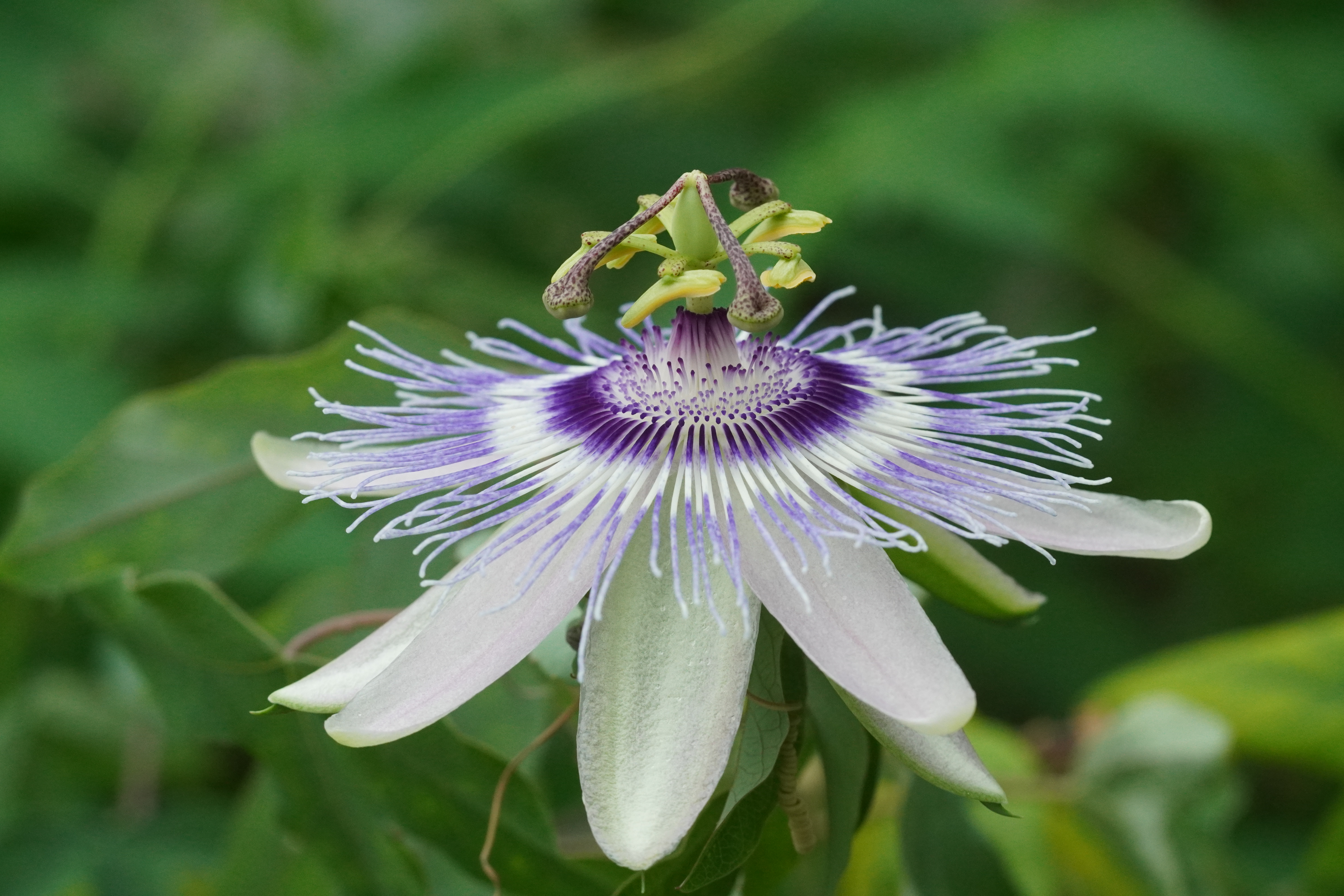 Passiflora 'Lady Cornelia'