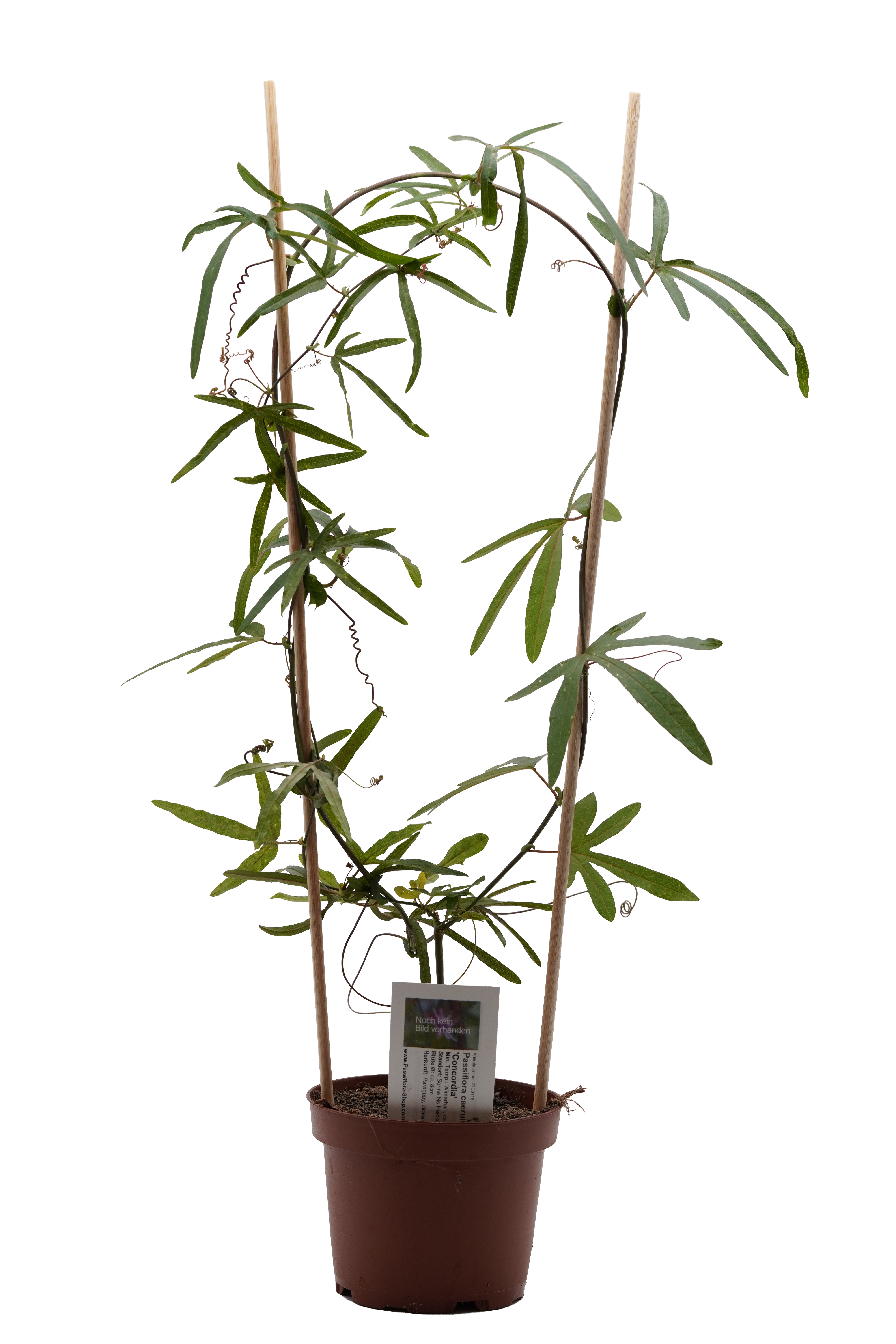 Passiflora caerulea 'Concordia'