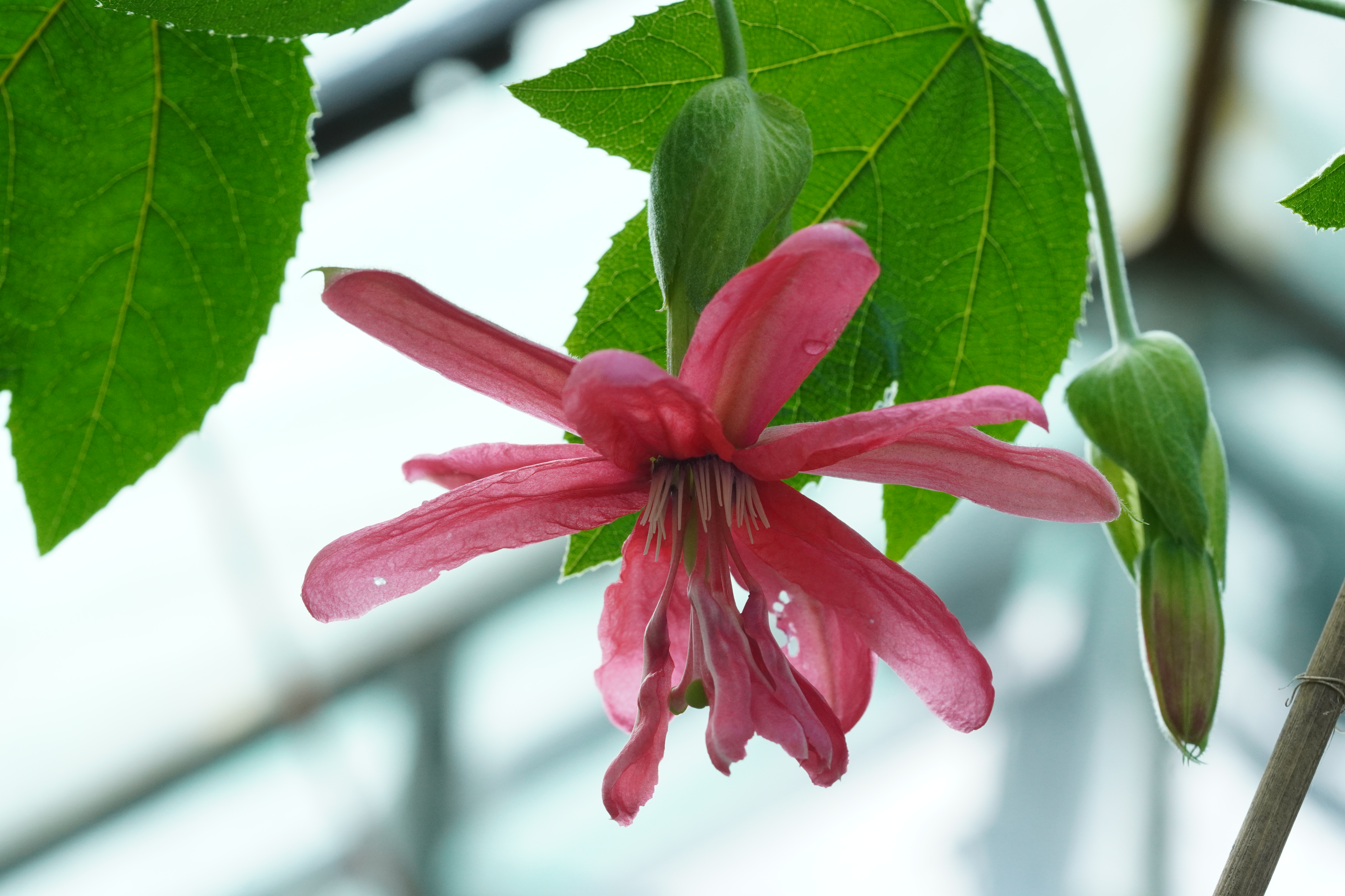 Passiflora 'Wilgen K. Verhoeff'
