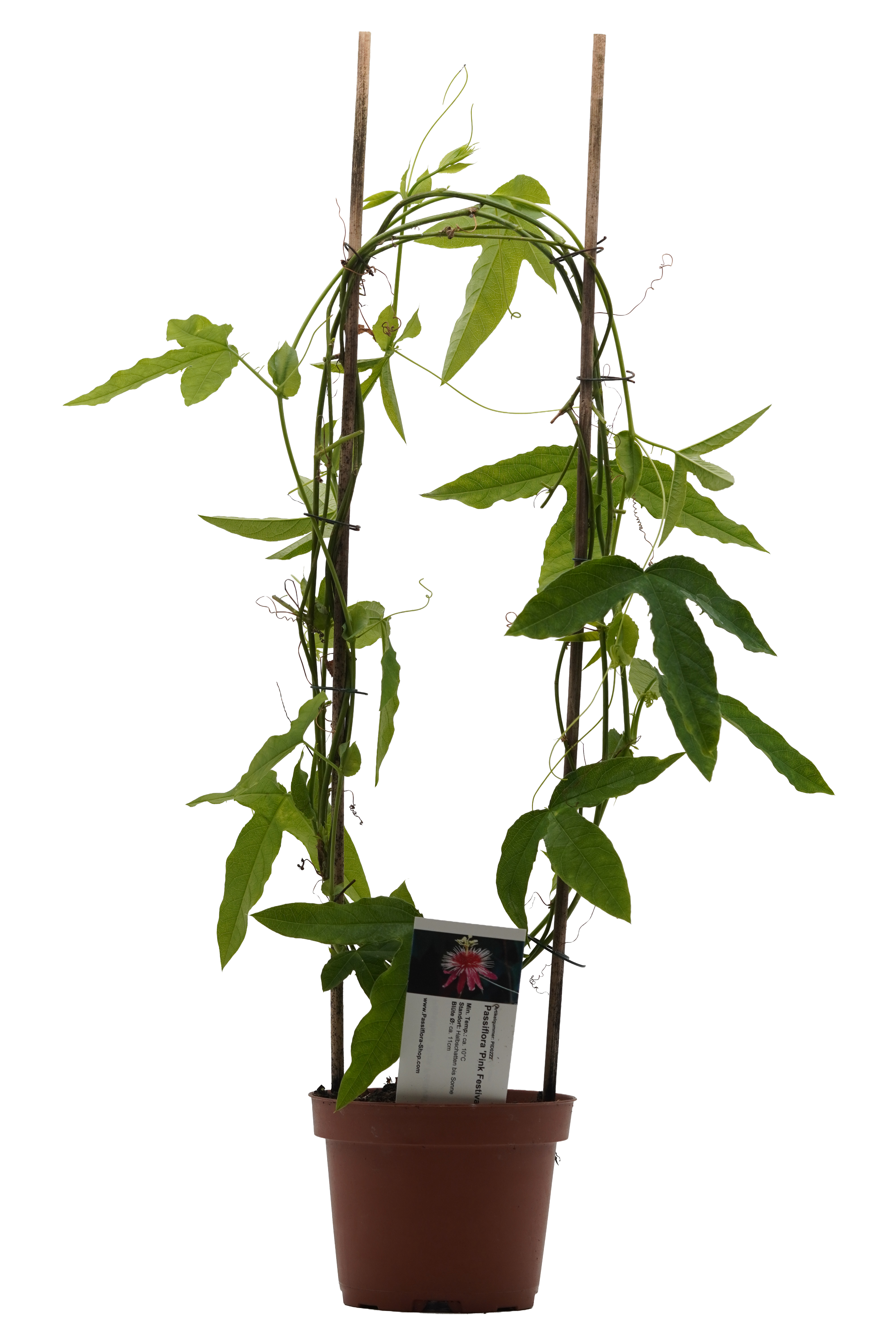 Passiflora 'Pink Festival'