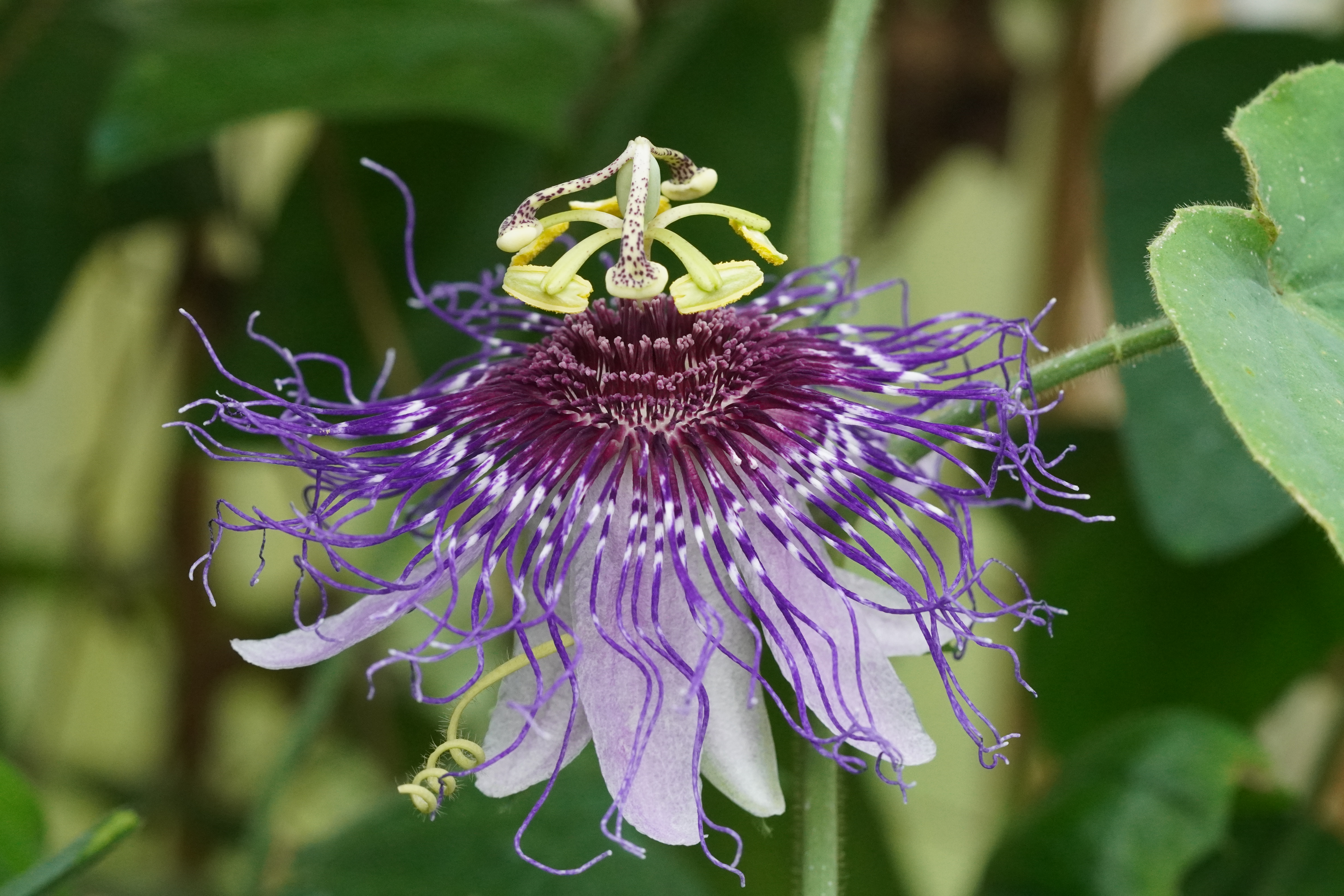 Passiflora crassifolia