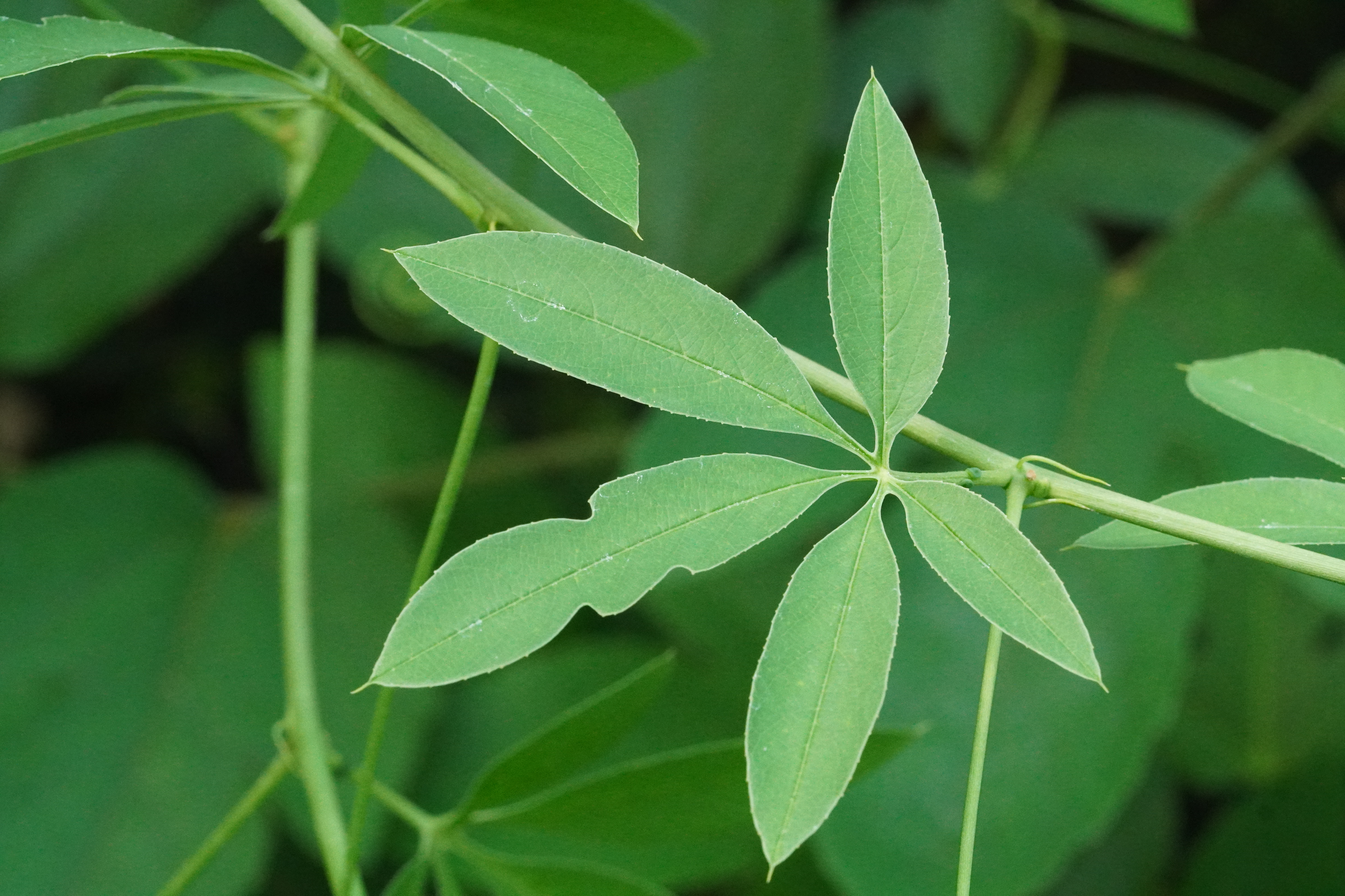 Passiflora cincinnata Bahia