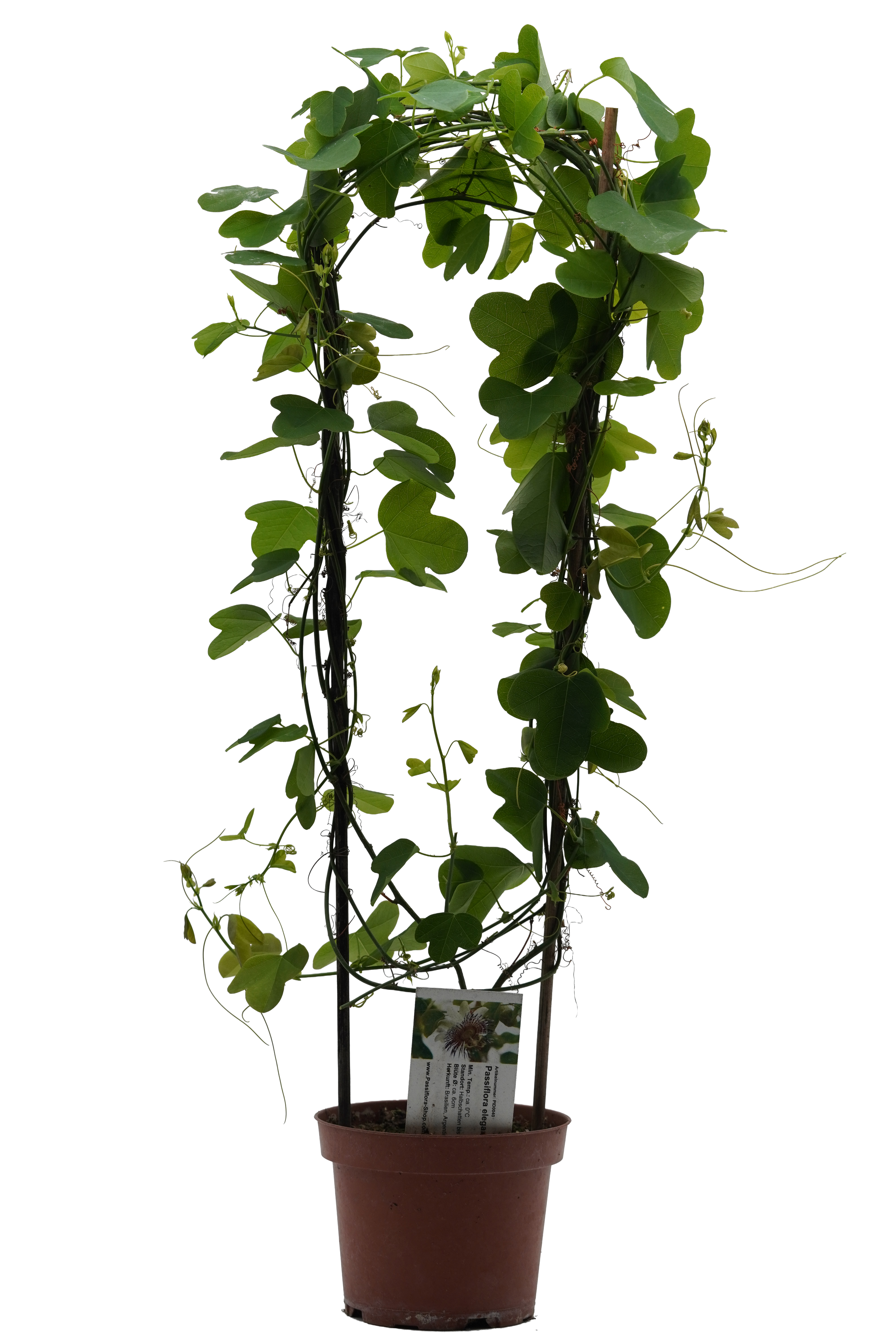 Passiflora elegans