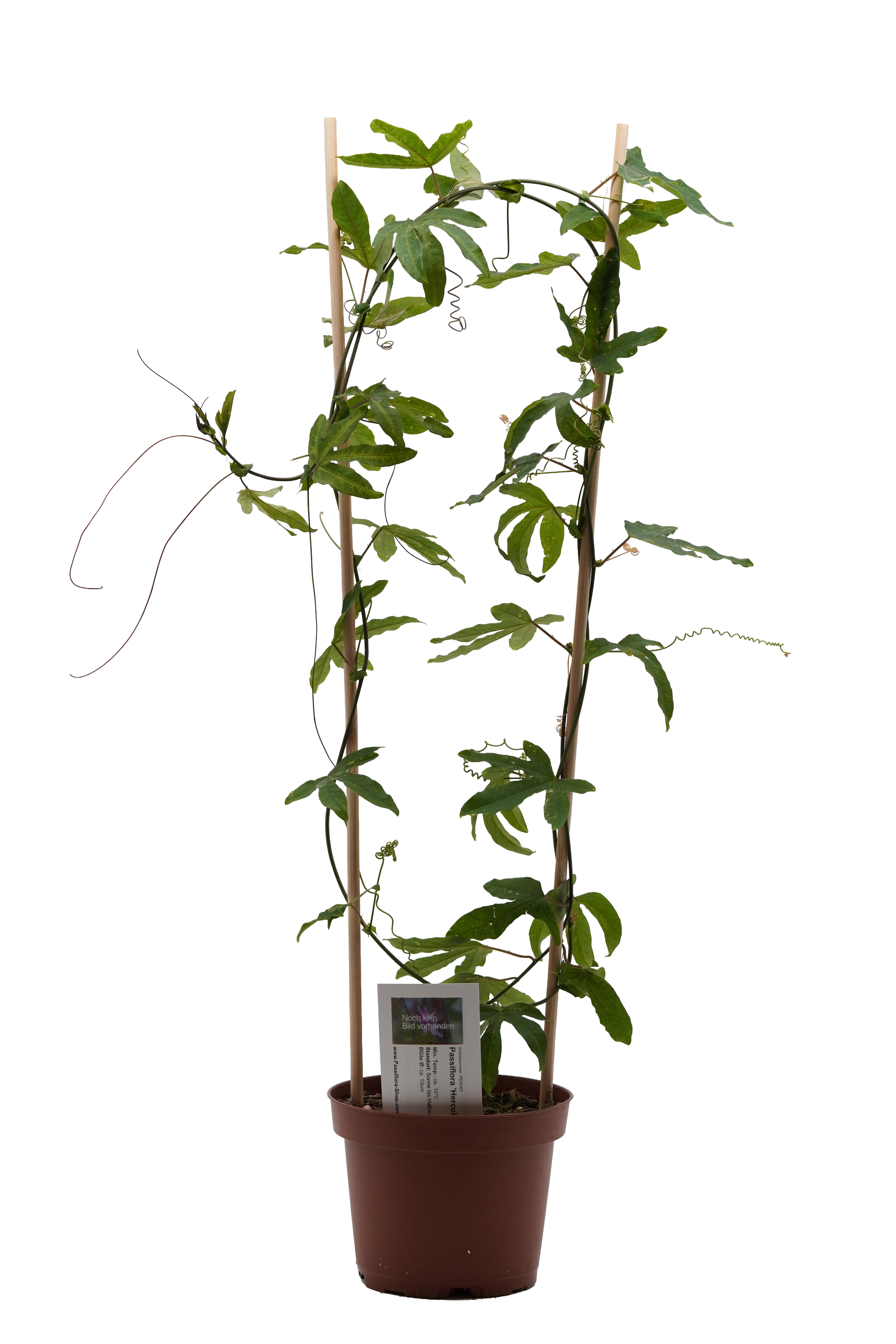 Passiflora 'Hercules'