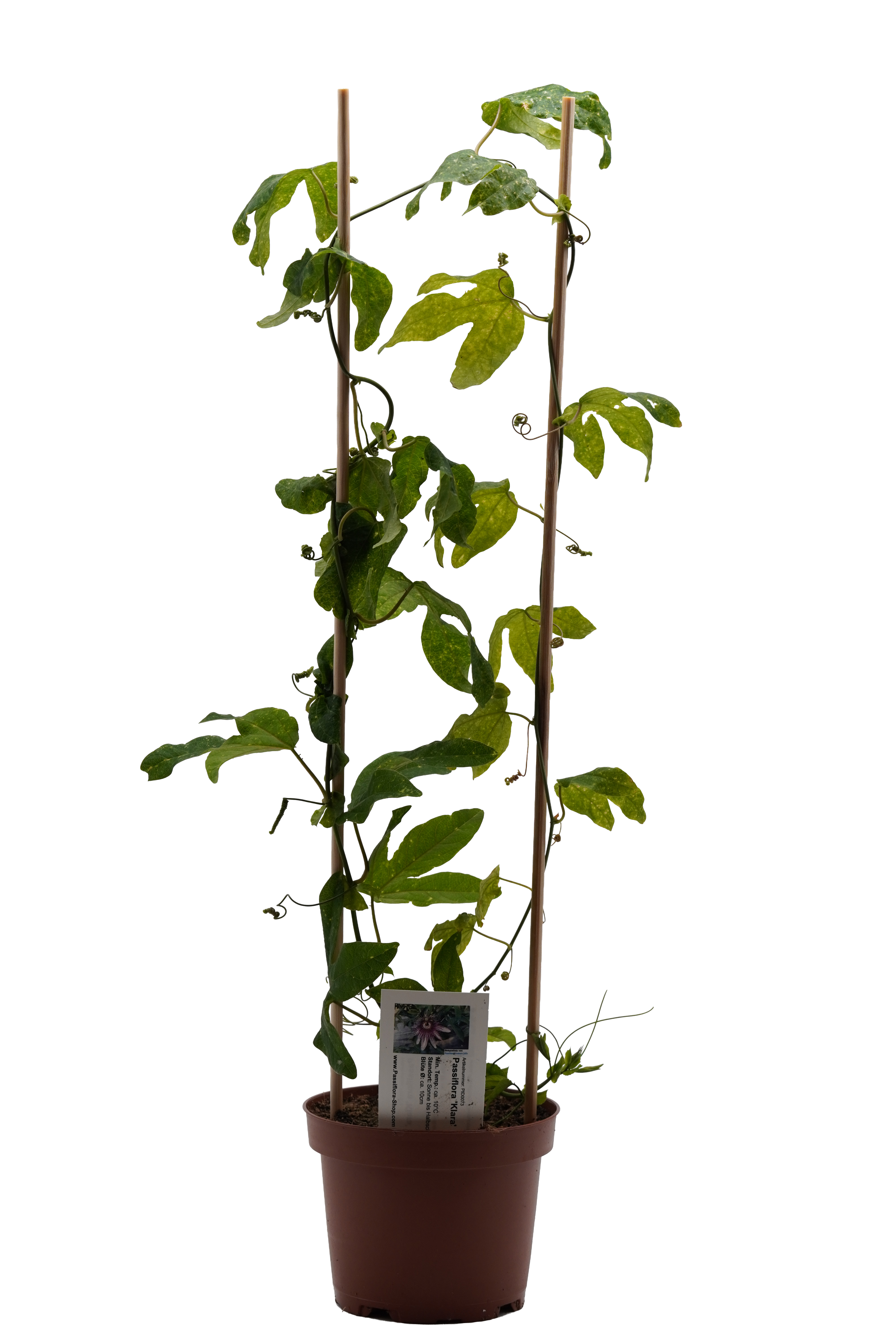 Passiflora 'Klara'
