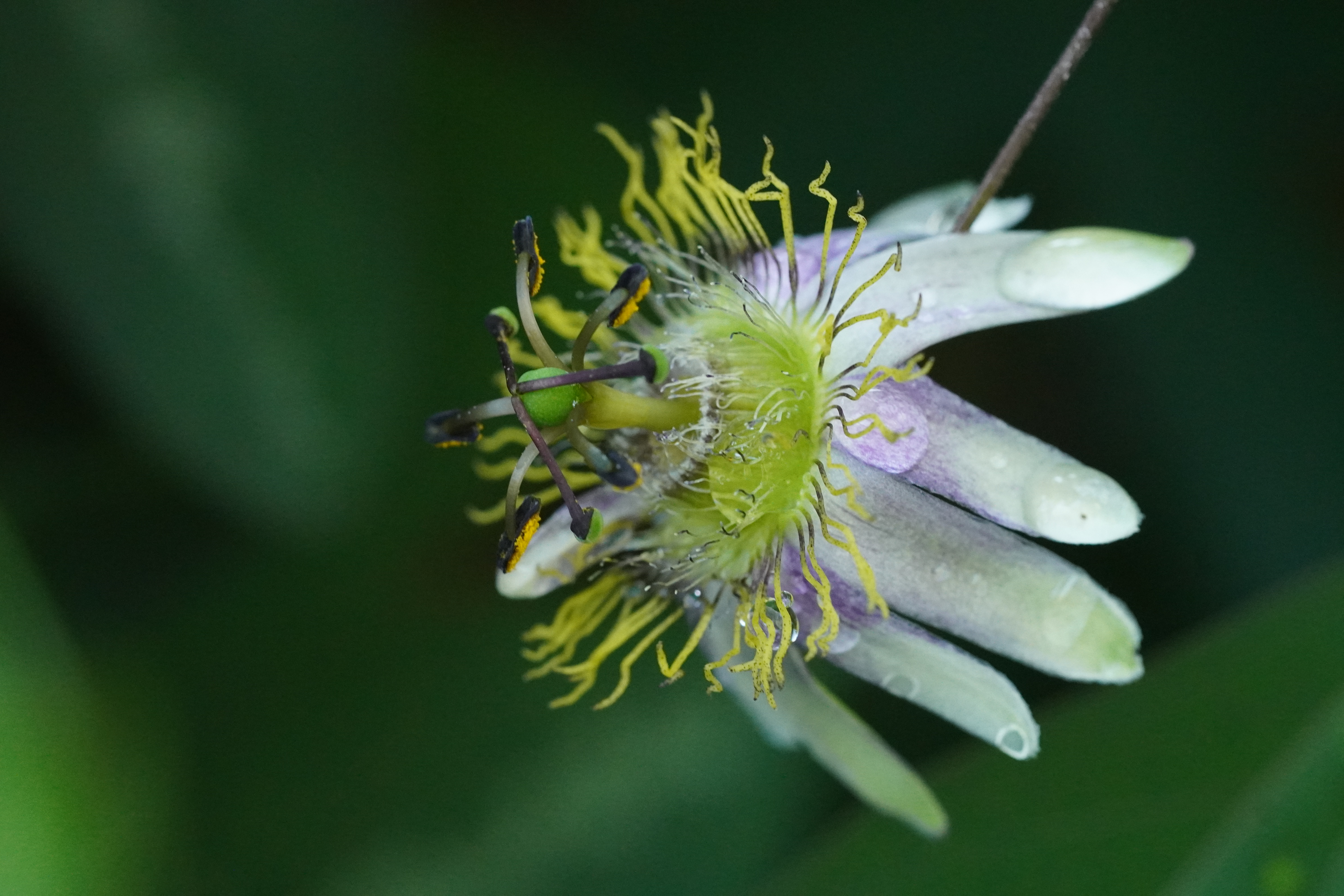 Passiflora standleyi