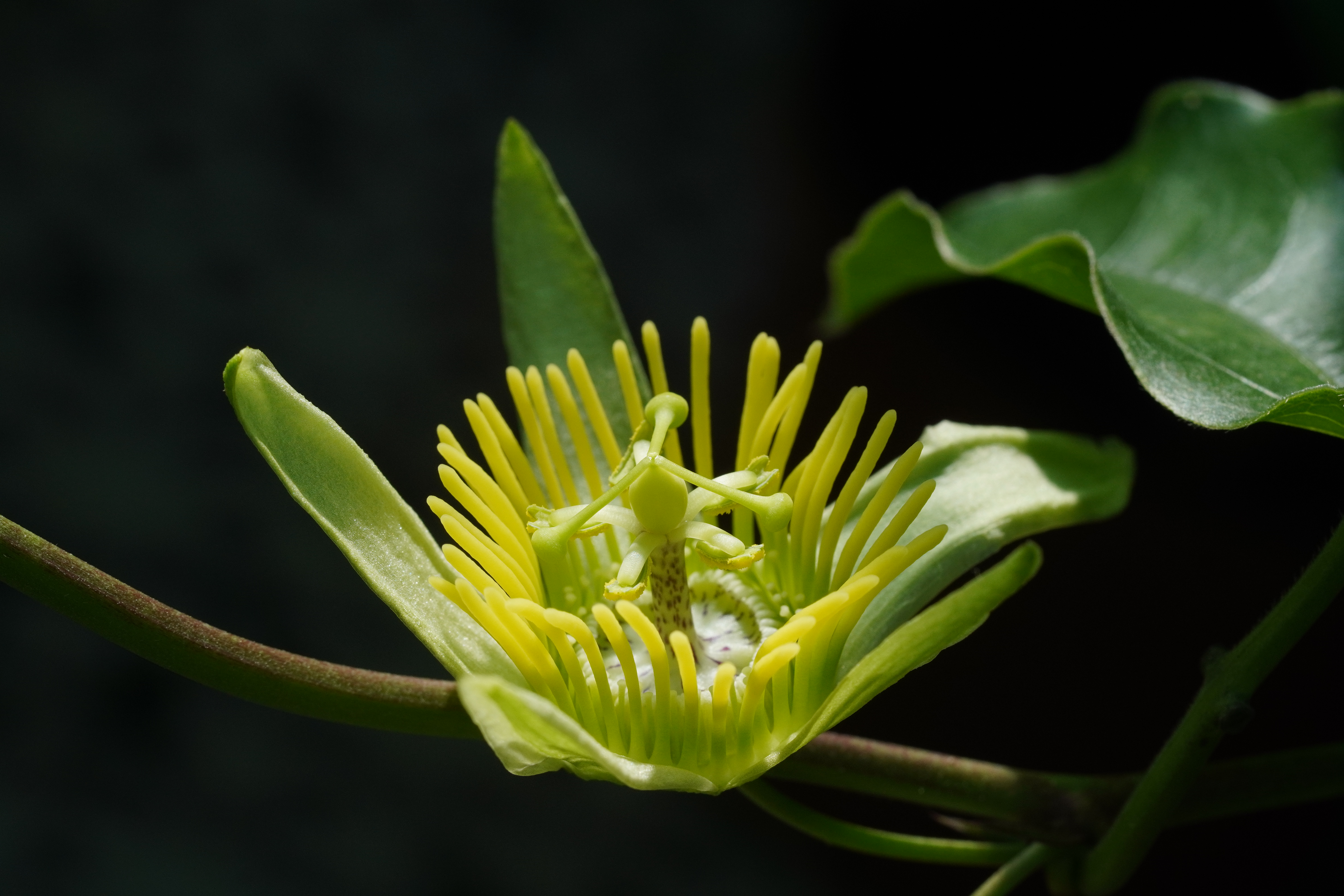 Passiflora megacoriacea