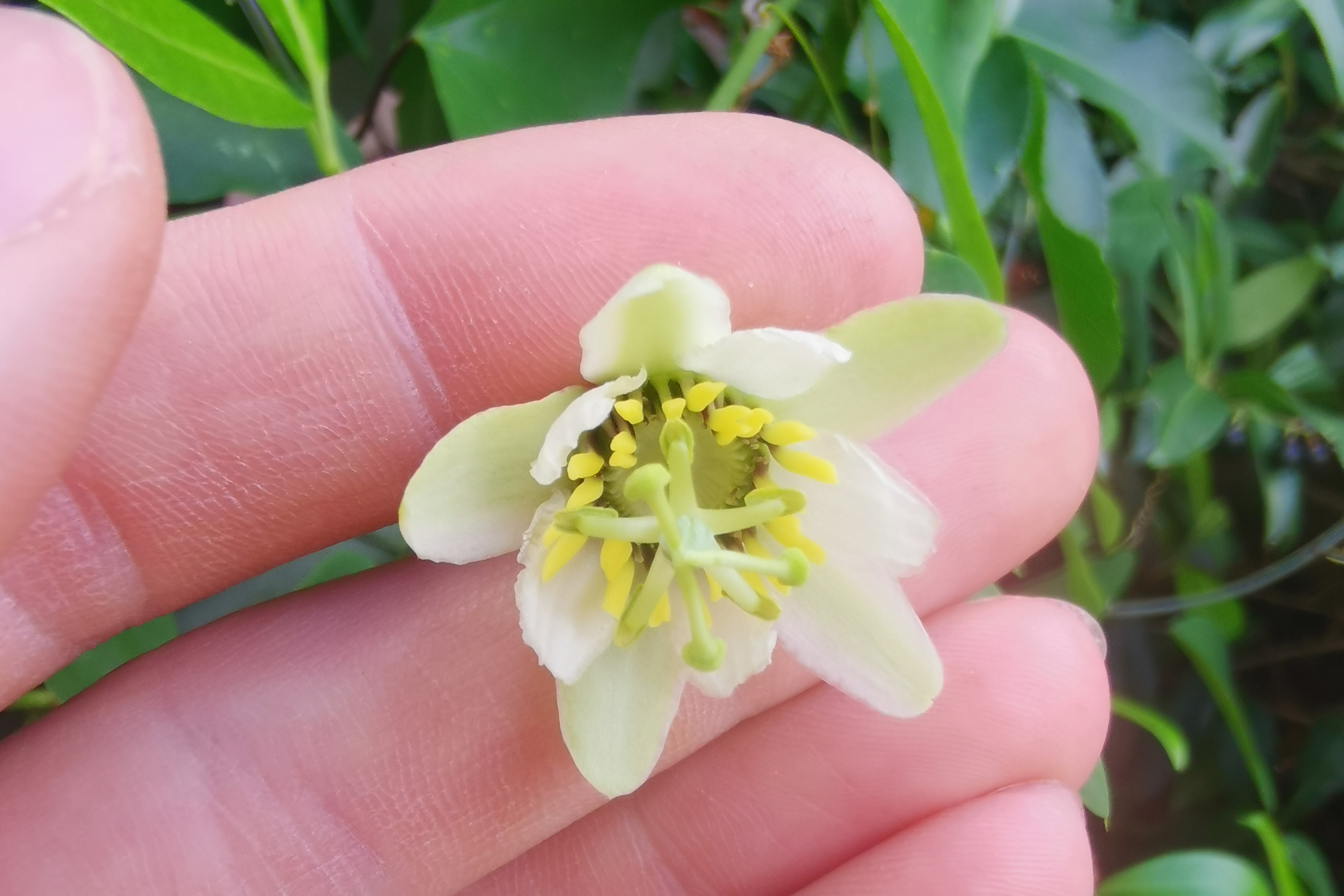 Passiflora subfertilis