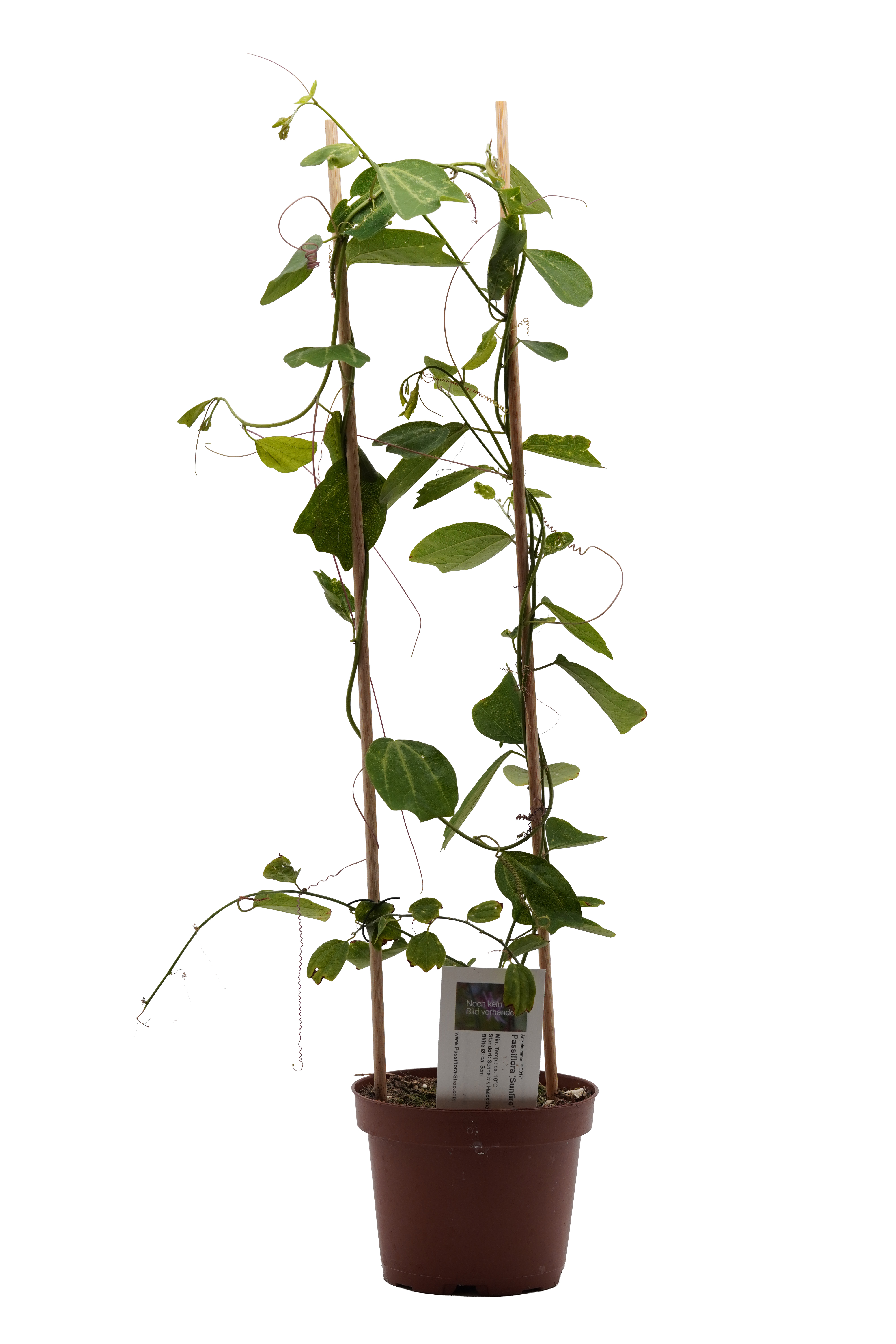 Passiflora 'Sunfire'