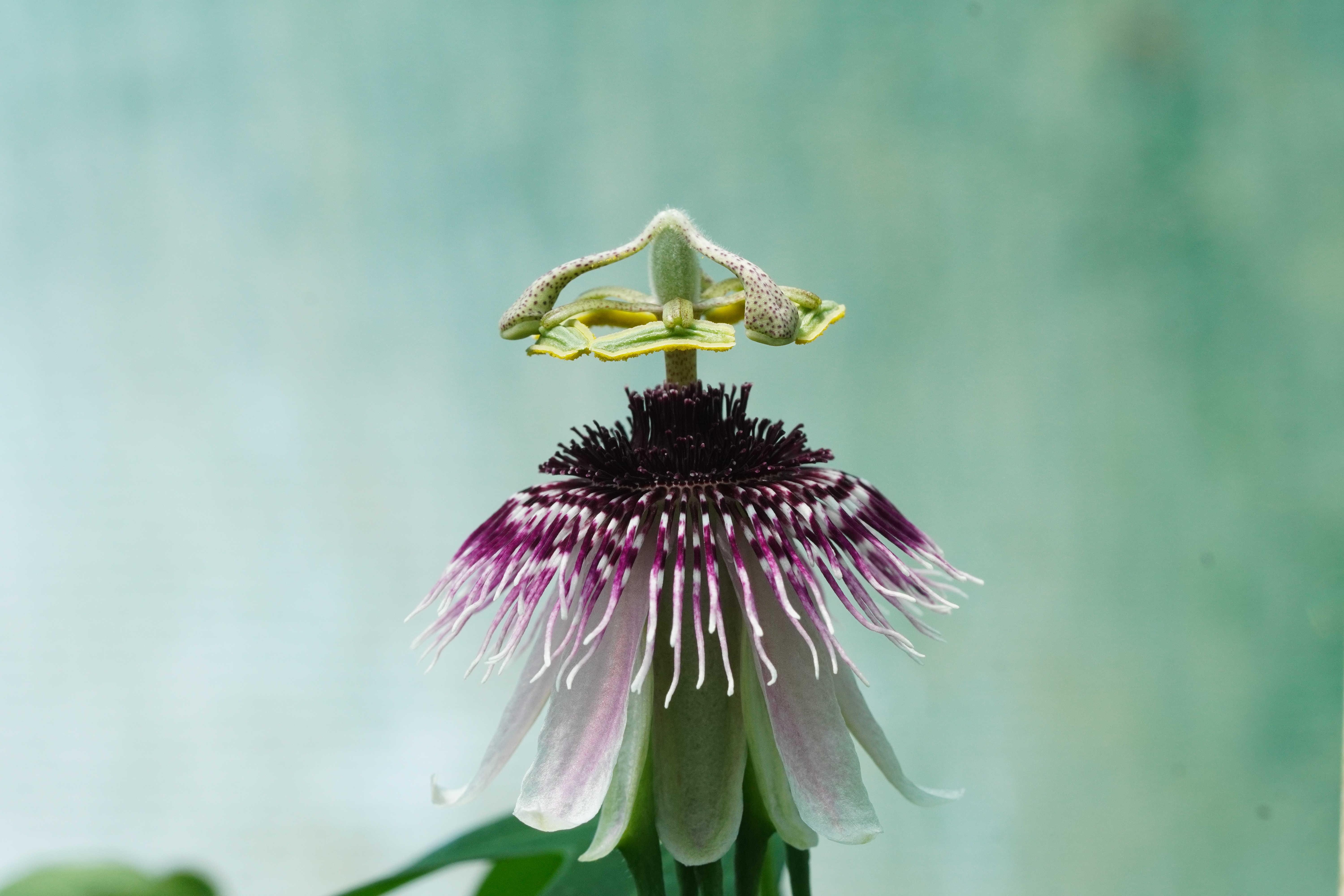 Passiflora amethystina 'Rio Grandina'