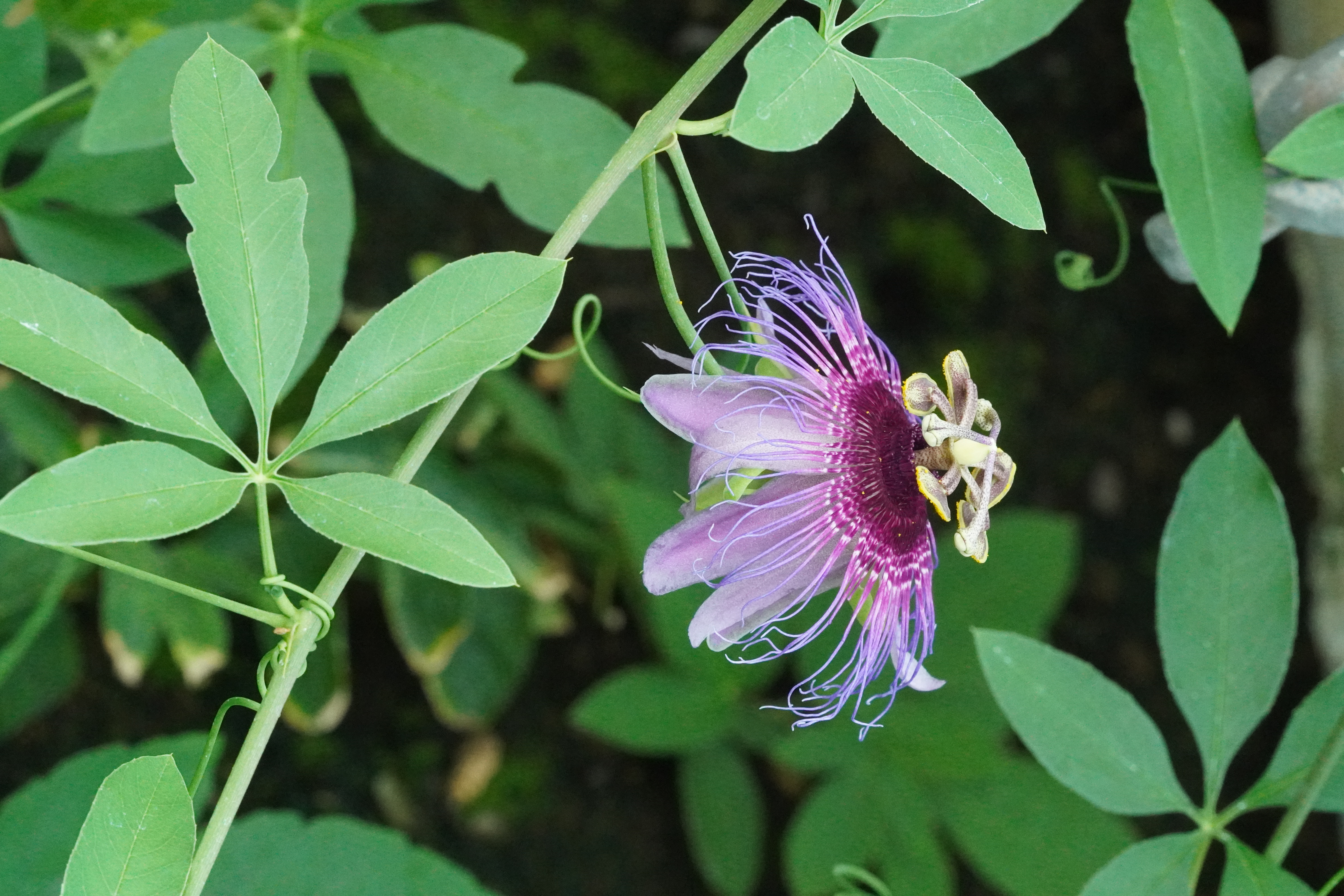 Passiflora cincinnata Bahia