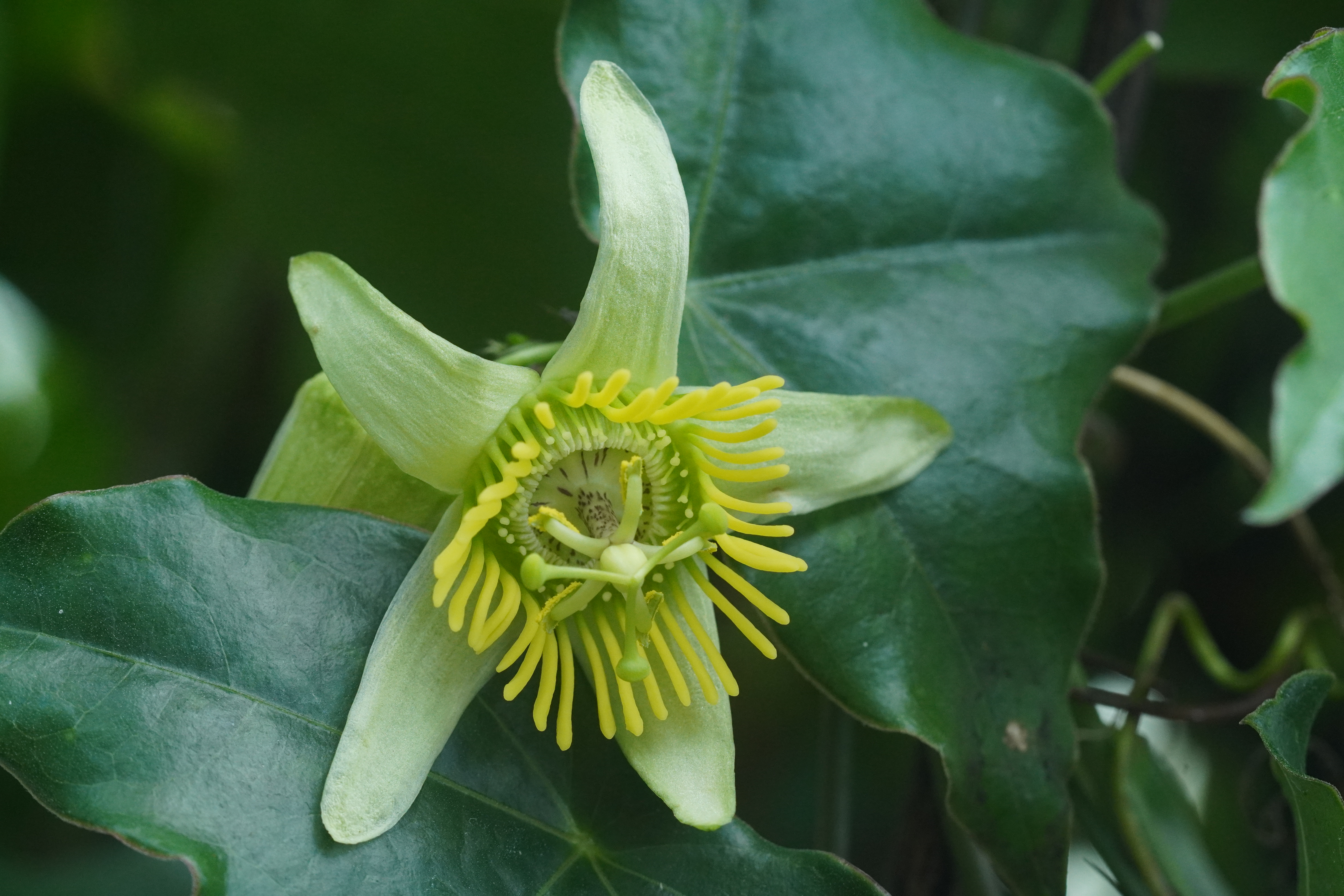 Passiflora megacoriacea