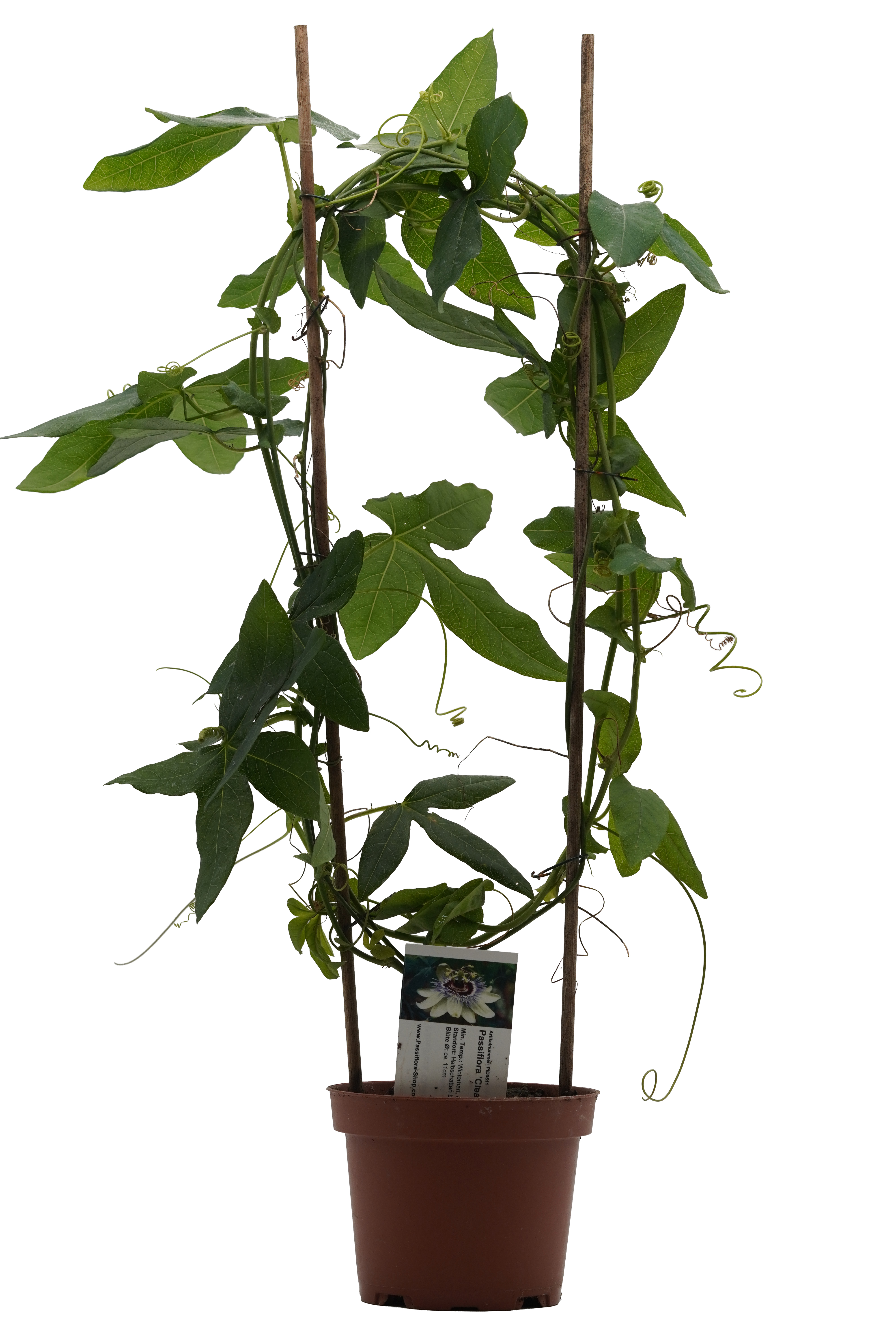 Passiflora 'Clear Sky'