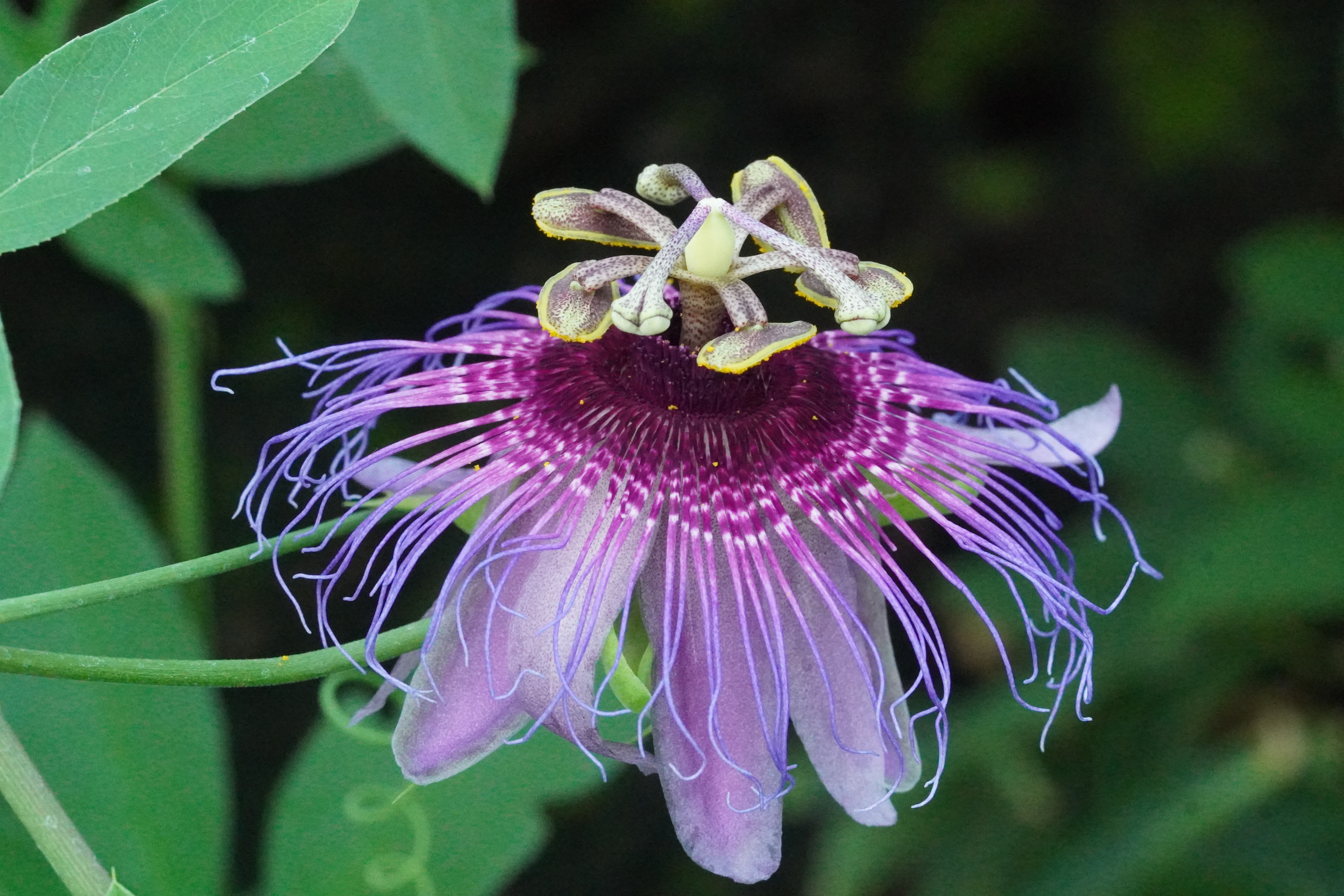 Passiflora cincinnata Bahia