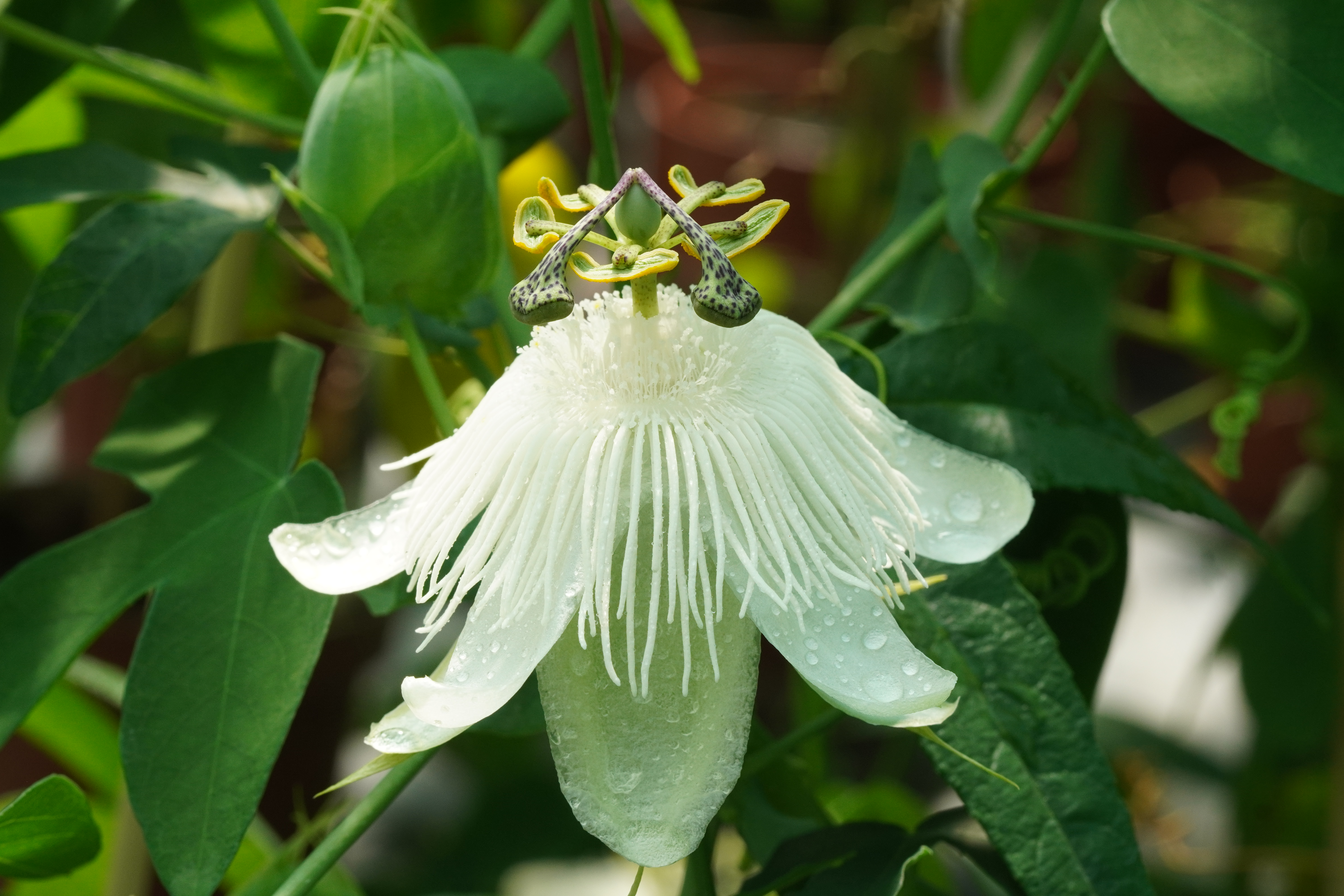 Passiflora 'Diademata'
