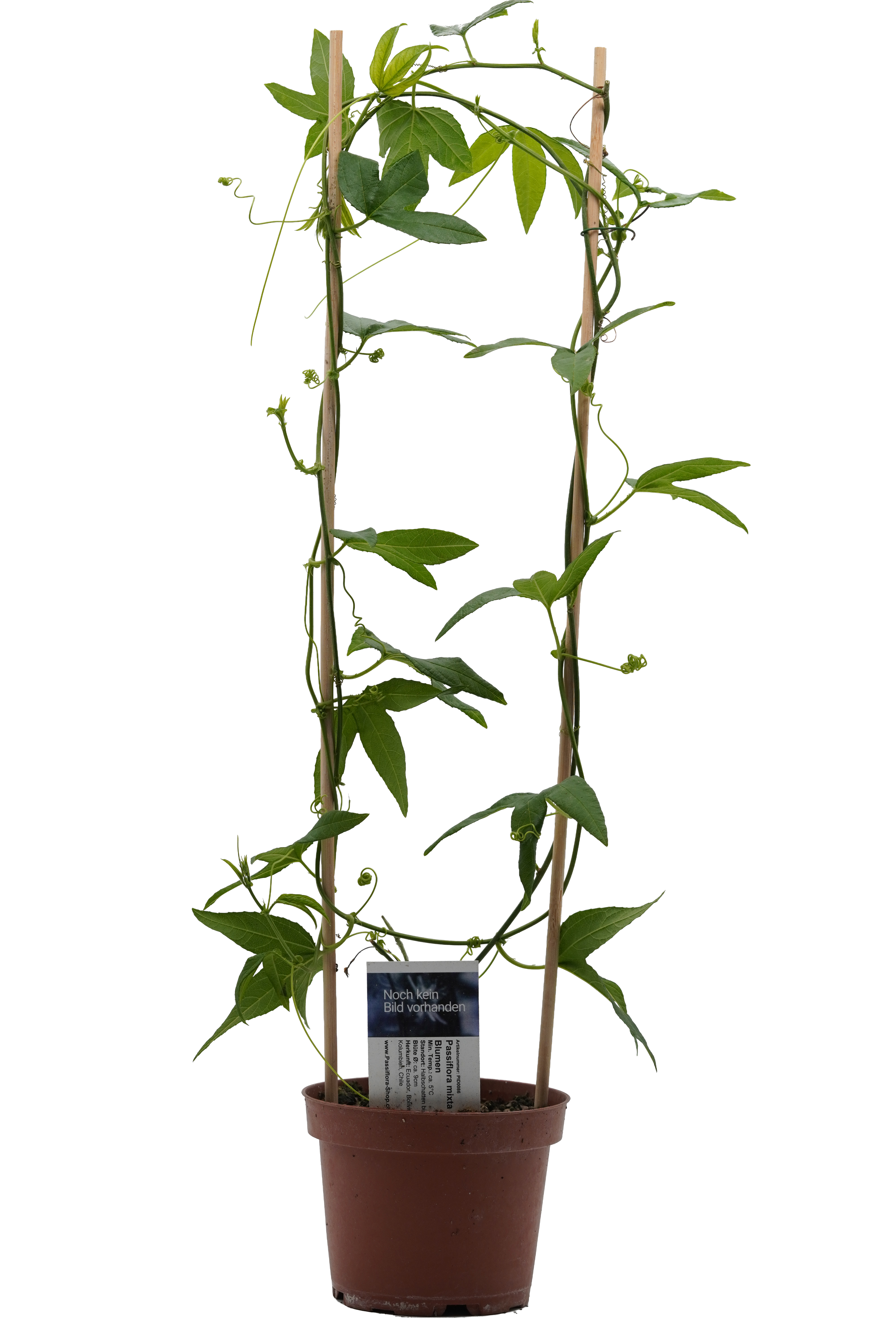 Passiflora mixta var. Rote Blumen