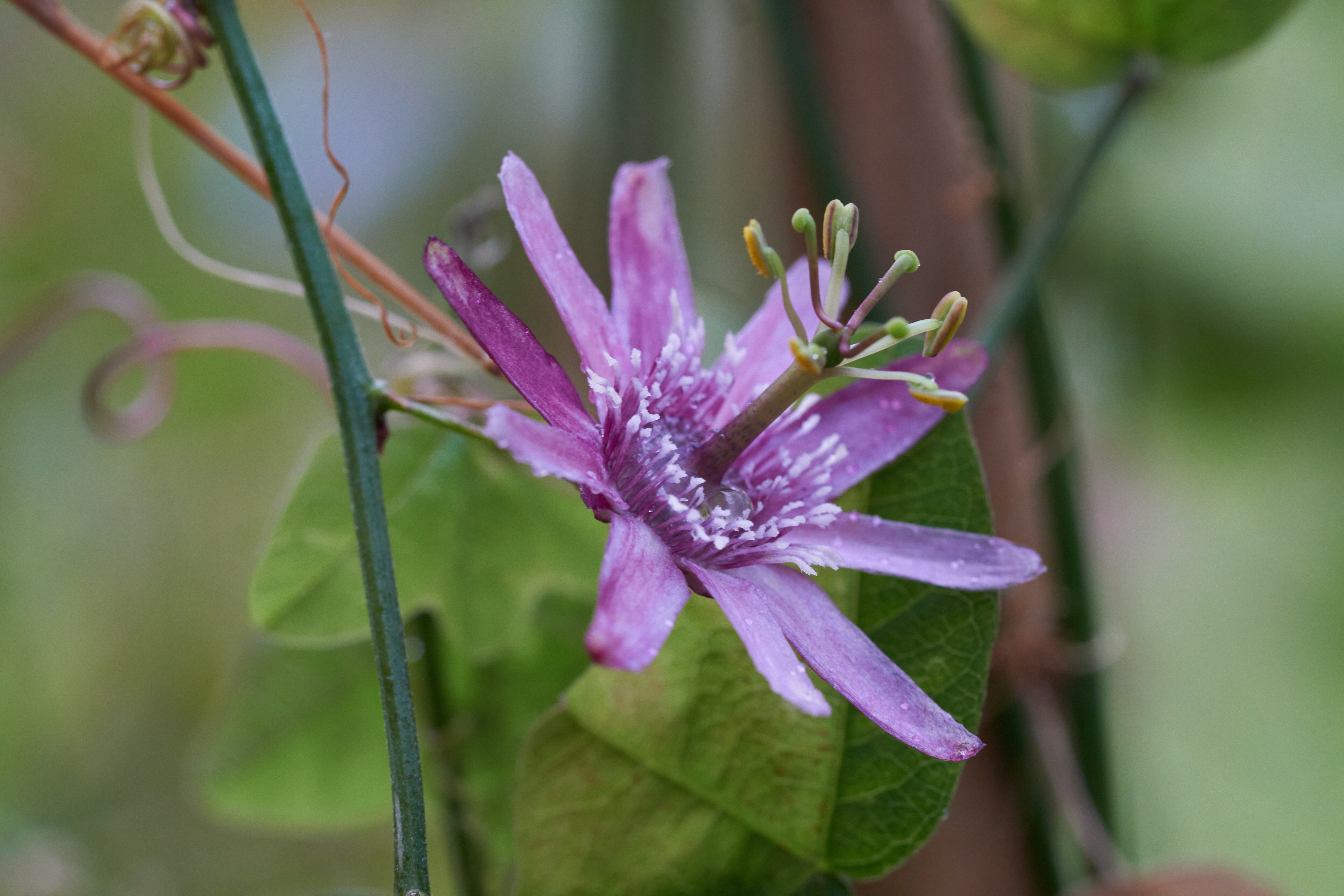 Passiflora sagasteguii