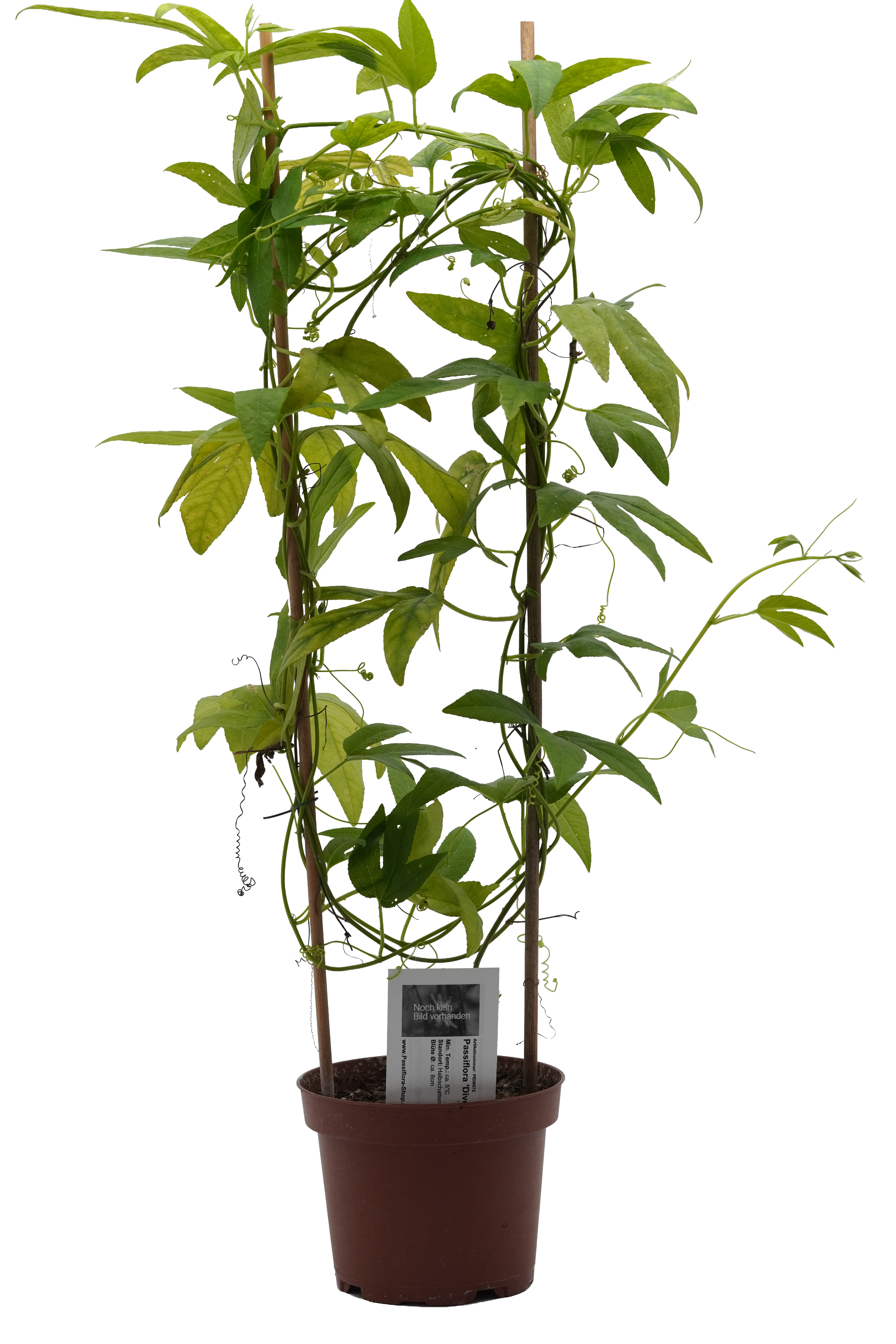 Passiflora 'Divertido'