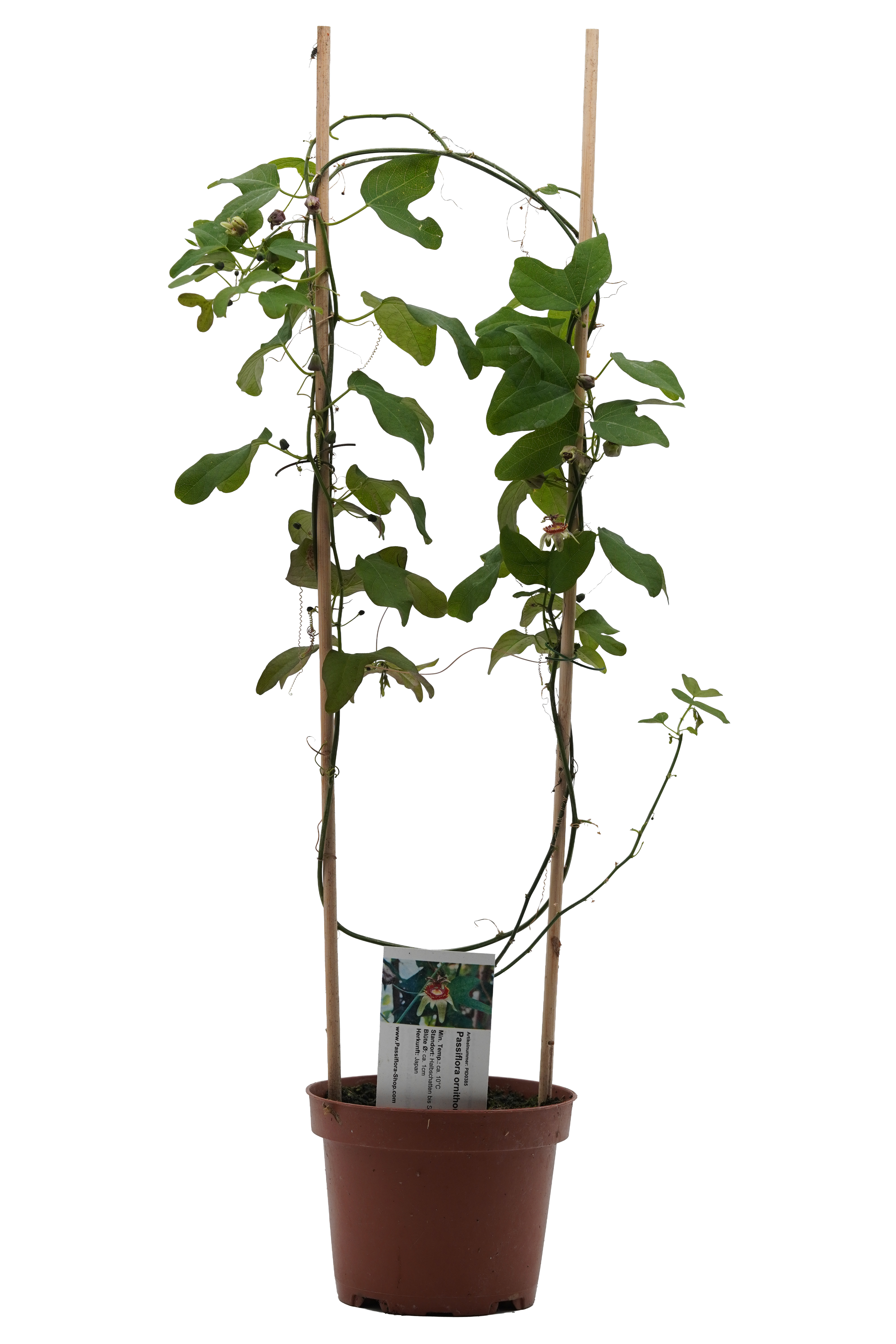 Passiflora ornithoura 'Kyoto'