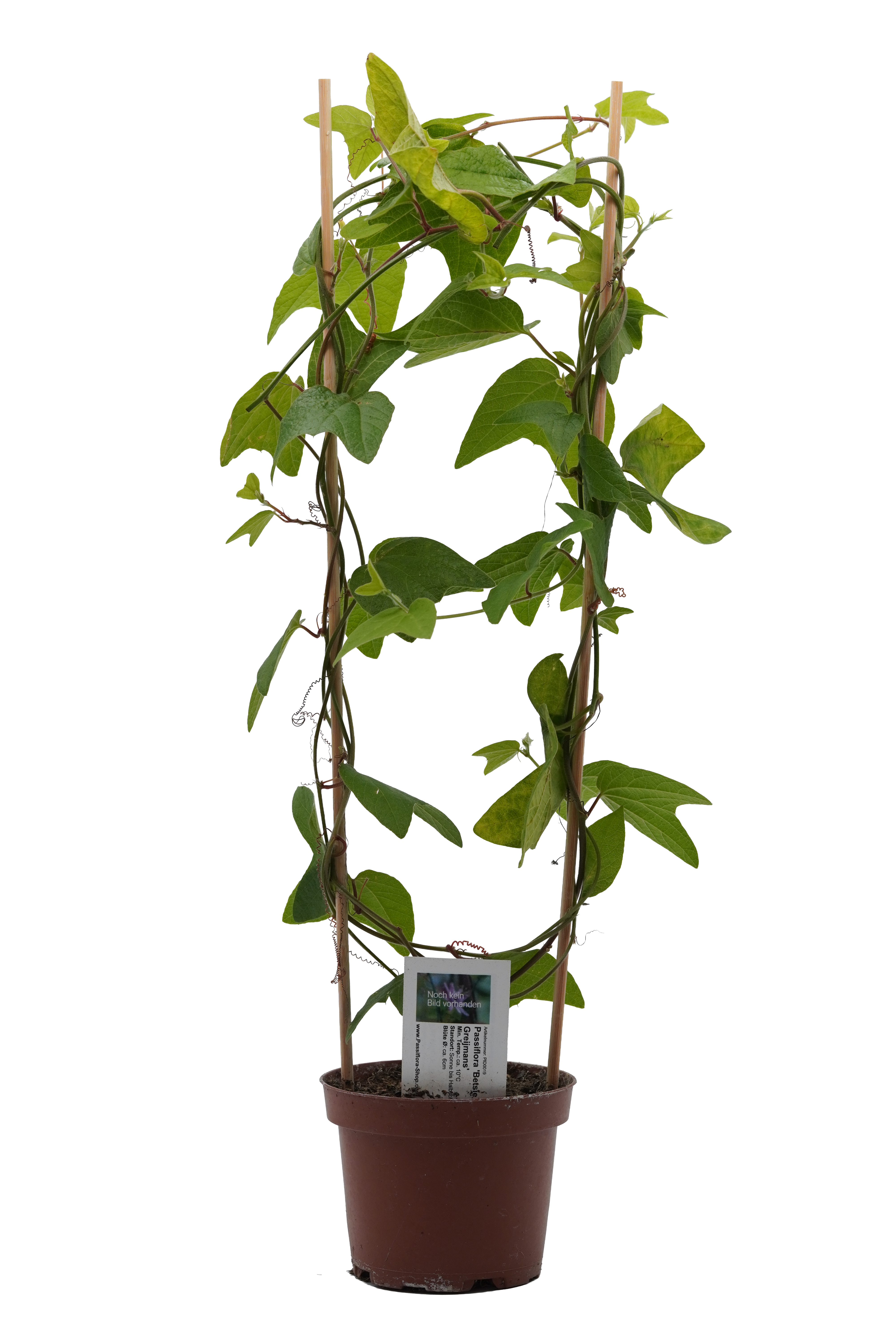 Passiflora 'Betsie Greijmans'