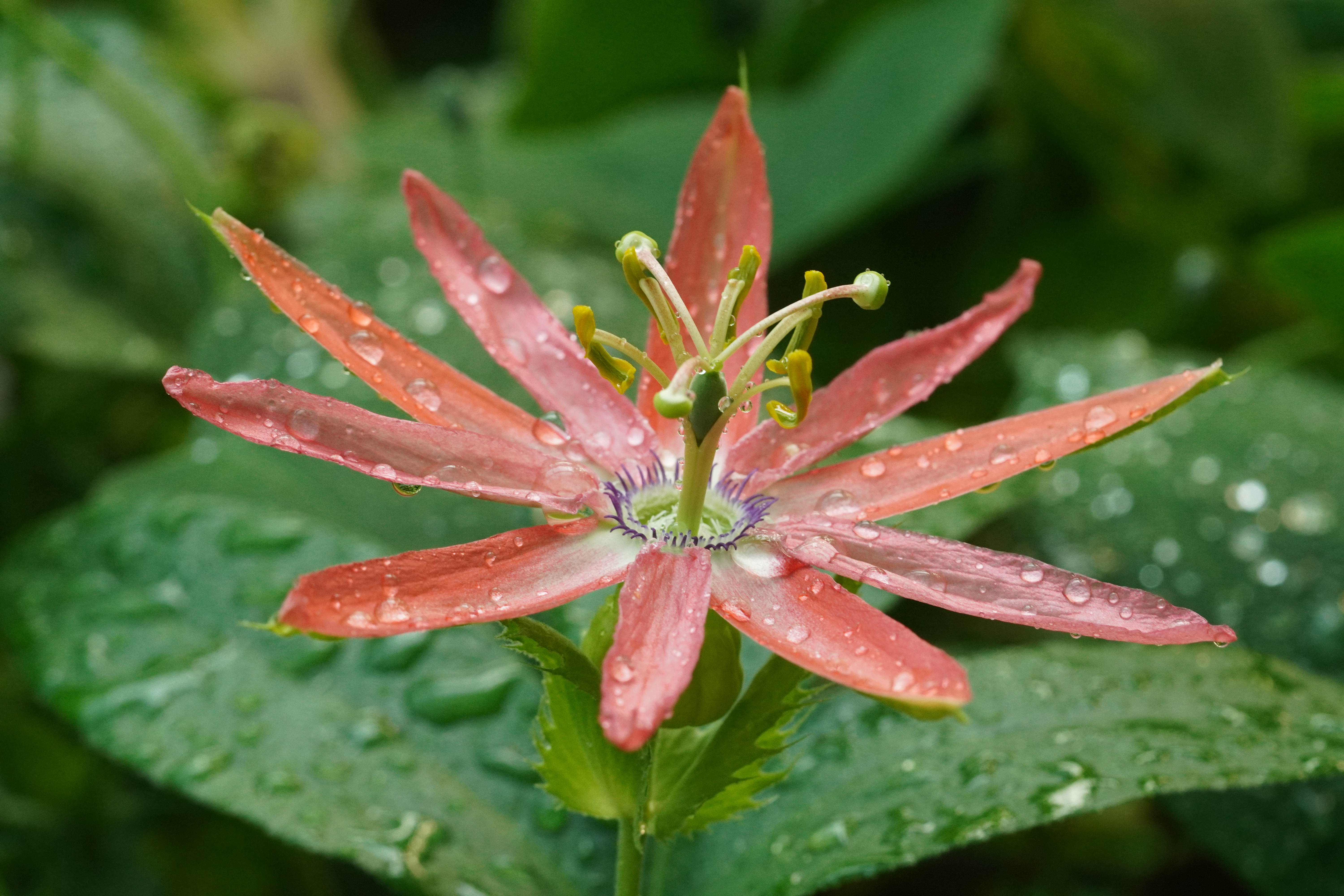 Passiflora 'Mantris'