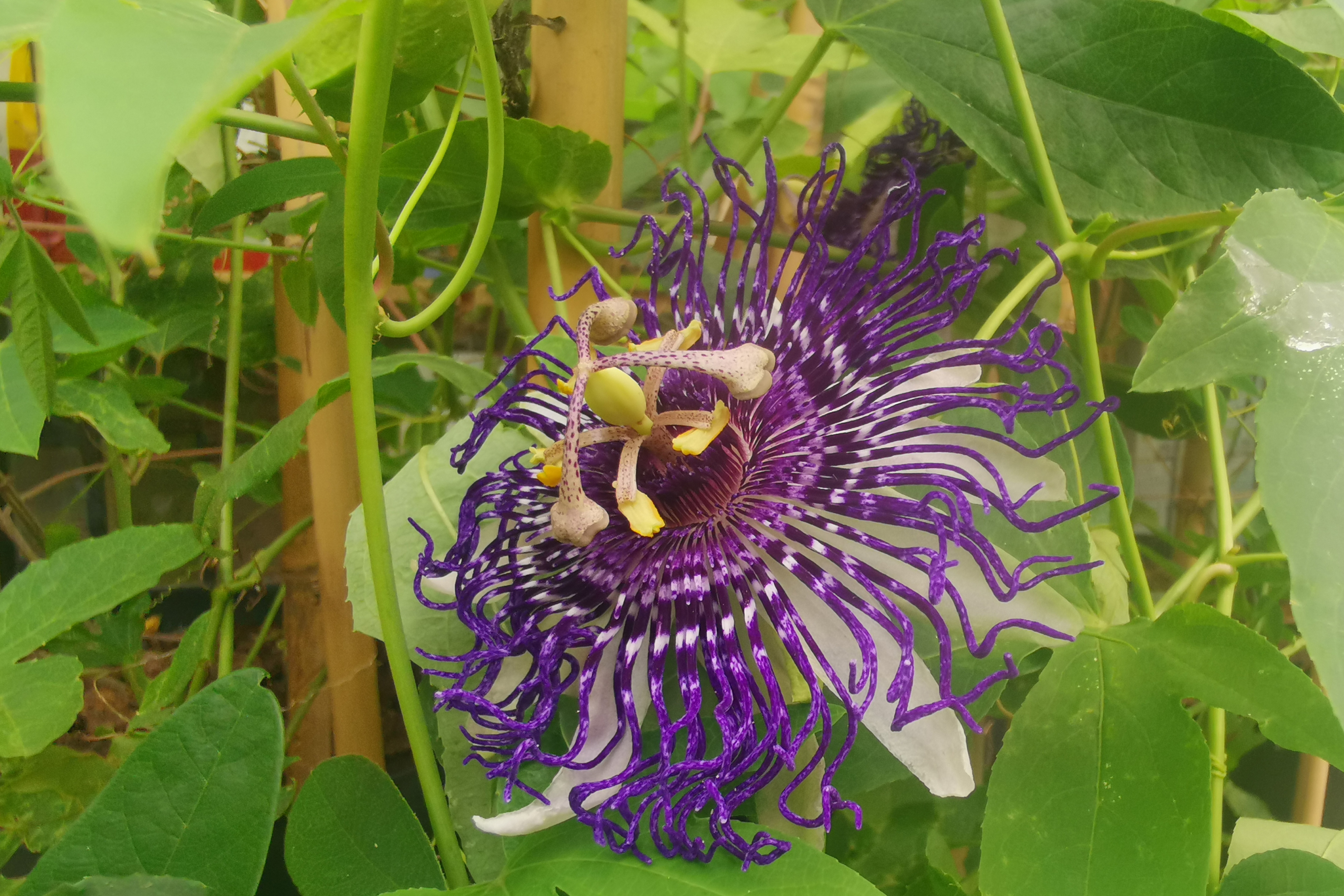 Passiflora 'Lia Vallini'