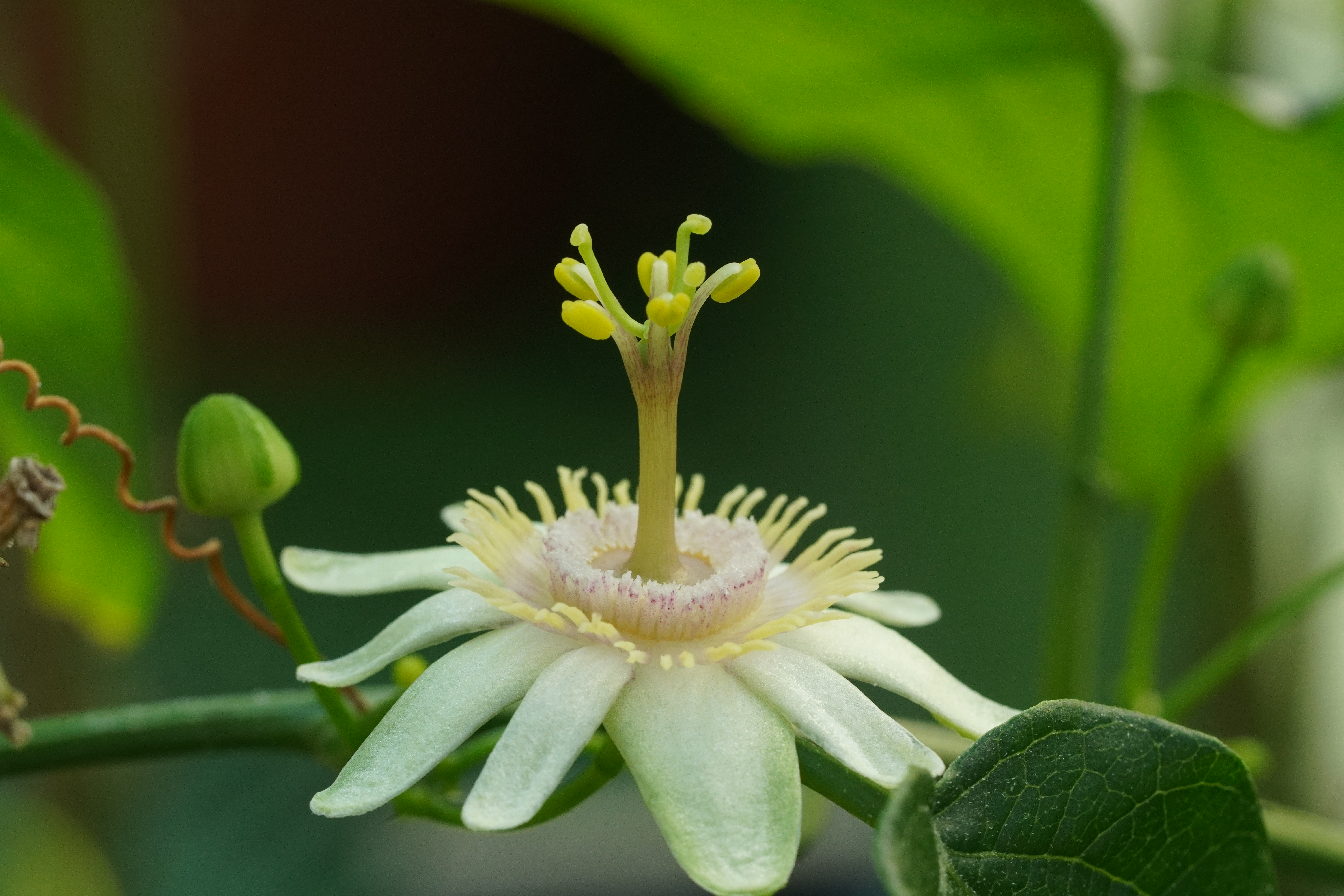 Passiflora wilsonii